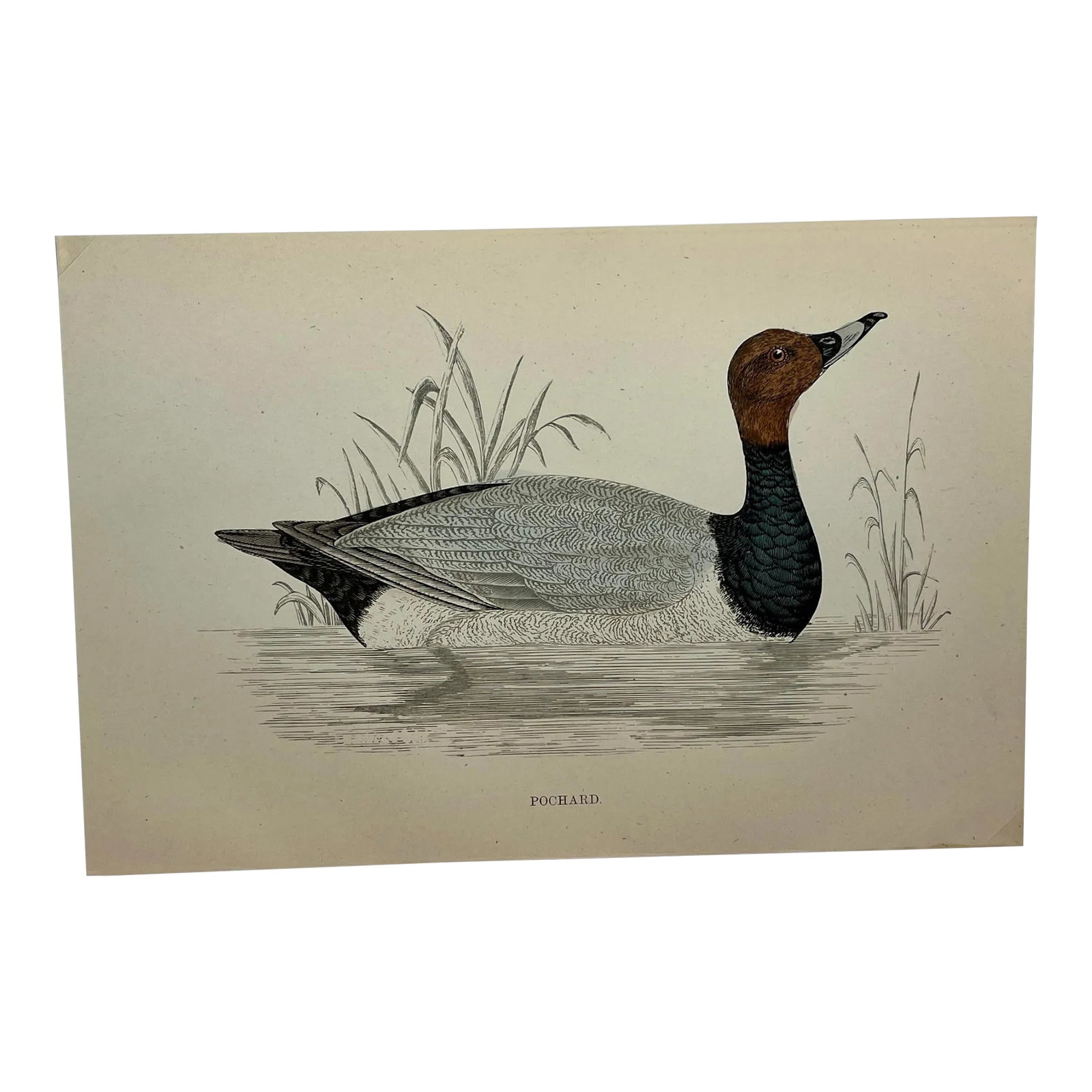 Antique Hand Tinted Bird Print From England Featuring a Black & Brown Pochard - Circa 1886: Antique Hand Tinted Bird Print From England Featuring a Black & Brown Pochard - Circa 1886. Print measures 7 1/4" W x 4 7/8" T Print is attached to an 11 3/4" W x 8 1/4" T piece of paper by 2 corner