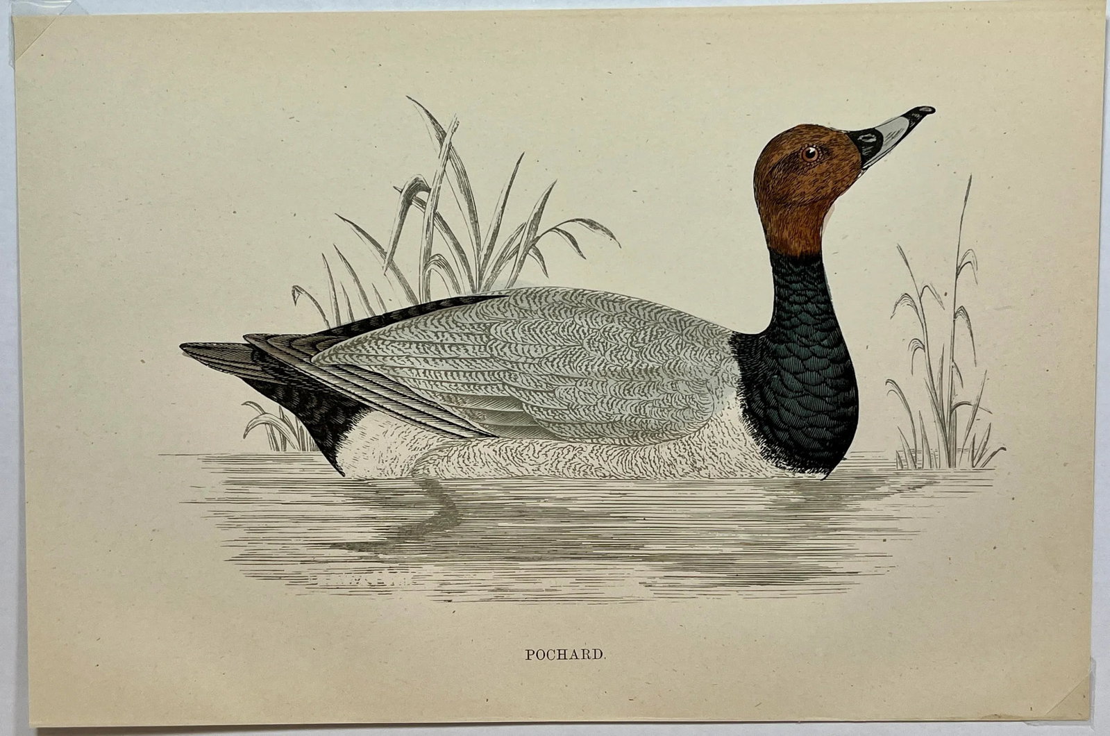 Antique Hand Tinted Bird Print From England Featuring a Black & Brown Pochard - Circa 1886 - 2