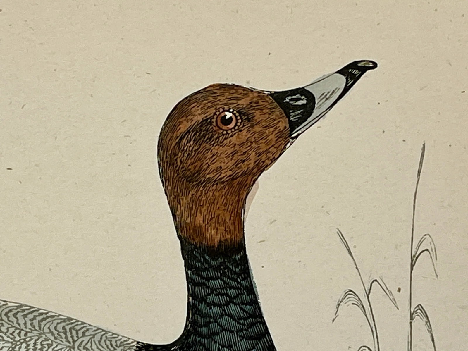 Antique Hand Tinted Bird Print From England Featuring a Black & Brown Pochard - Circa 1886 - 4