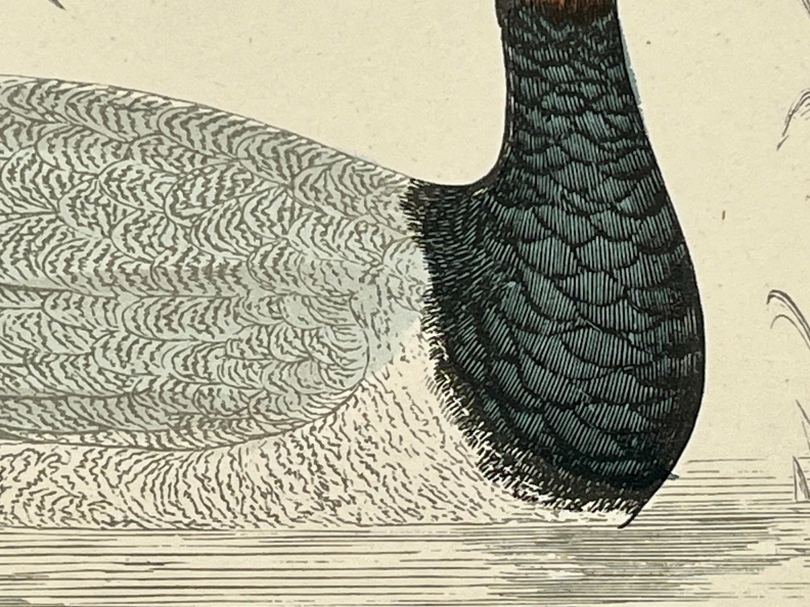 Antique Hand Tinted Bird Print From England Featuring a Black & Brown Pochard - Circa 1886 - 5