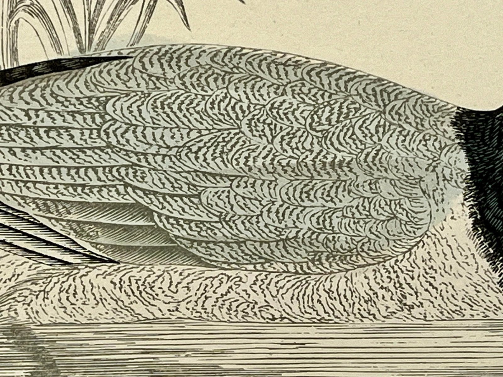 Antique Hand Tinted Bird Print From England Featuring a Black & Brown Pochard - Circa 1886 - 6