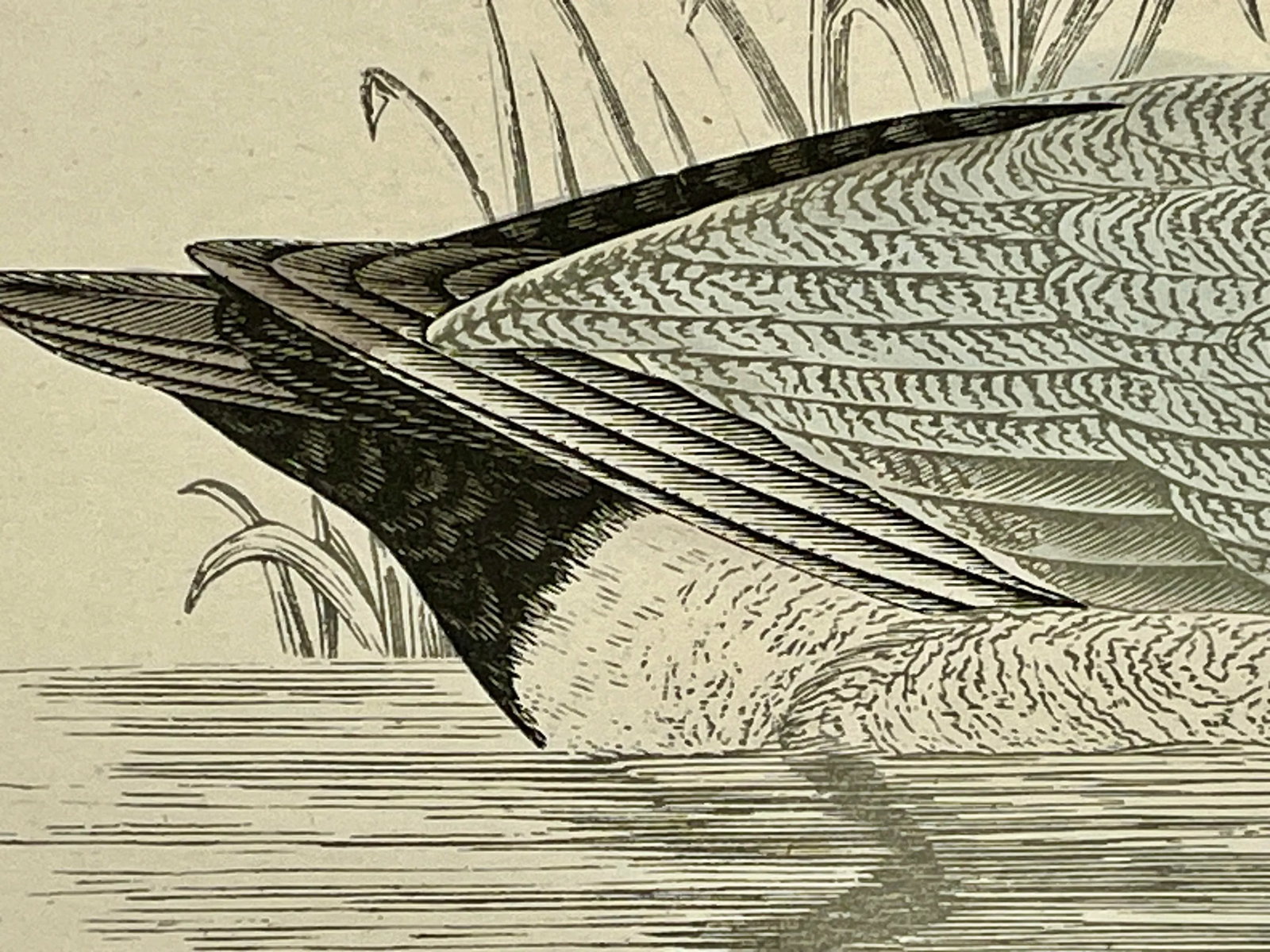 Antique Hand Tinted Bird Print From England Featuring a Black & Brown Pochard - Circa 1886 - 7