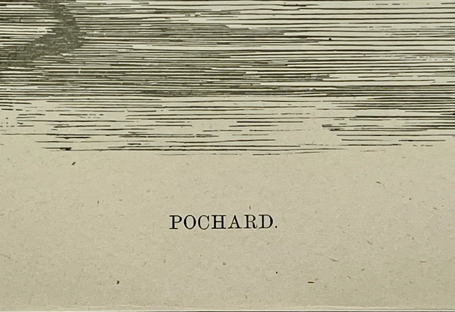 Antique Hand Tinted Bird Print From England Featuring a Black & Brown Pochard - Circa 1886 - 9