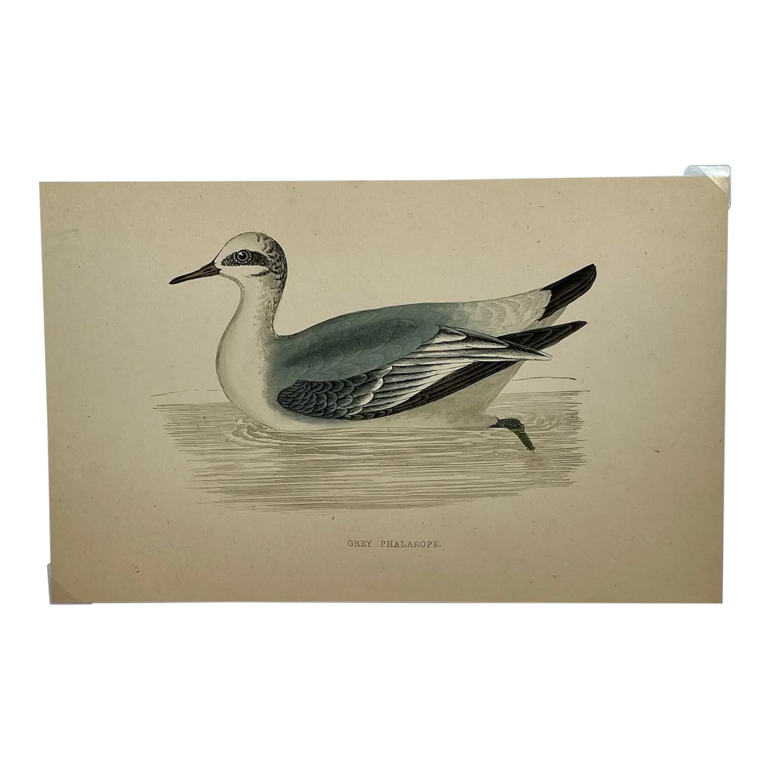 Antique Hand Colored Bird Print From England Showcasing a Grey Phalarope - Circa 1880: Antique Hand Colored Bird Print From England Showcasing a Grey Phalarope - Circa 1880. Print measures 7 1/4" W x 4 1/2" T Print is attached to an 11 3/4" W x 8 1/4" T piece of paper by 2 corner