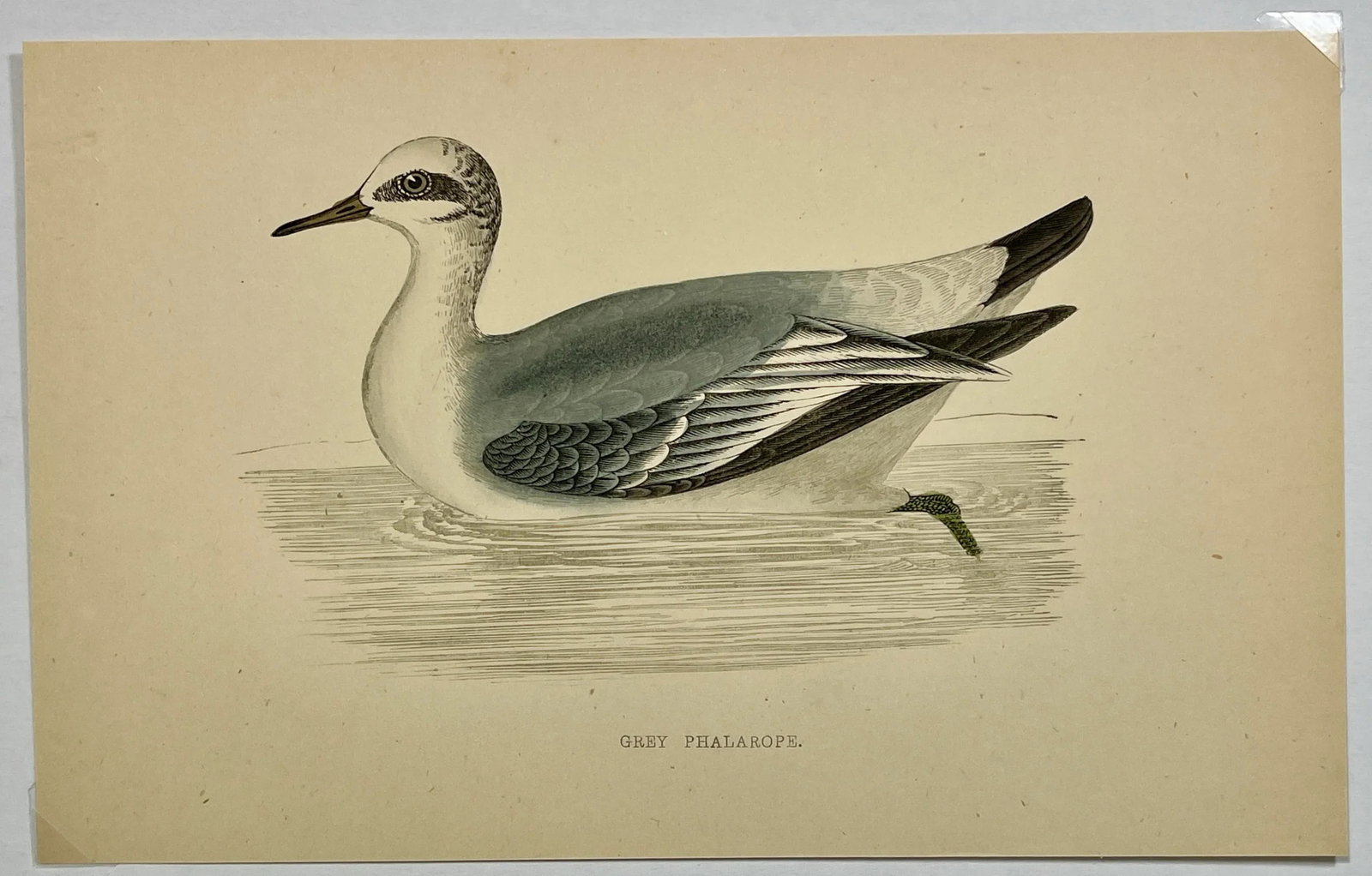 Antique Hand Colored Bird Print From England Showcasing a Grey Phalarope - Circa 1880 - 2