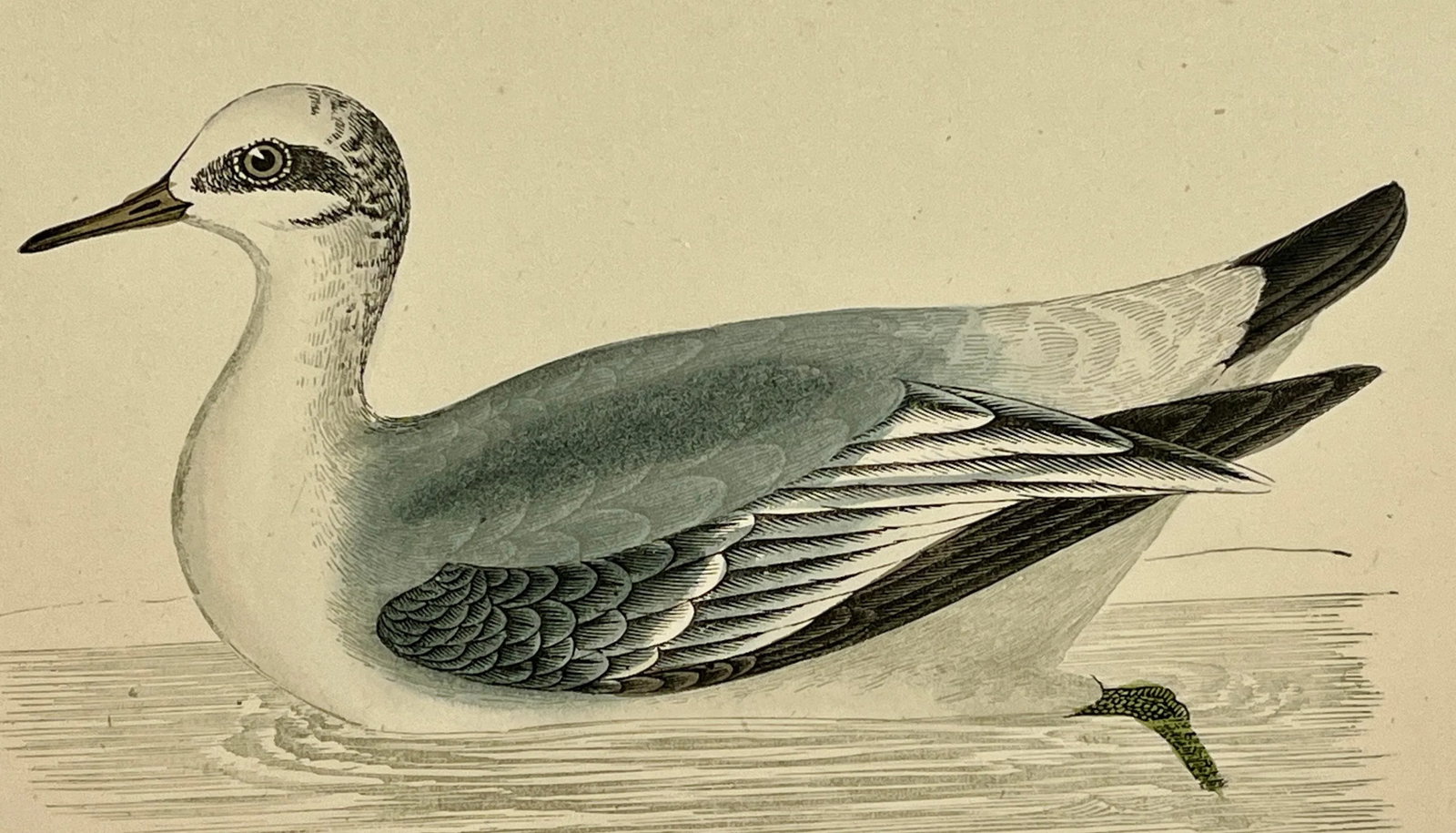 Antique Hand Colored Bird Print From England Showcasing a Grey Phalarope - Circa 1880 - 3