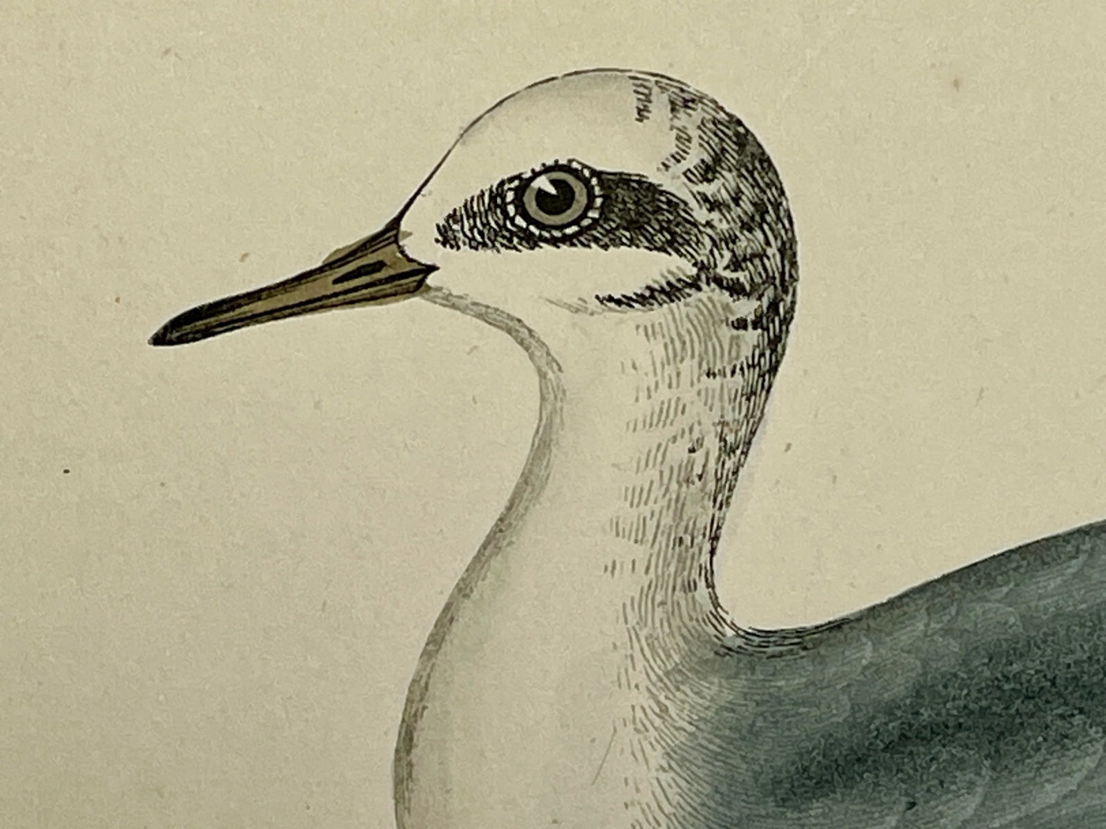 Antique Hand Colored Bird Print From England Showcasing a Grey Phalarope - Circa 1880 - 4