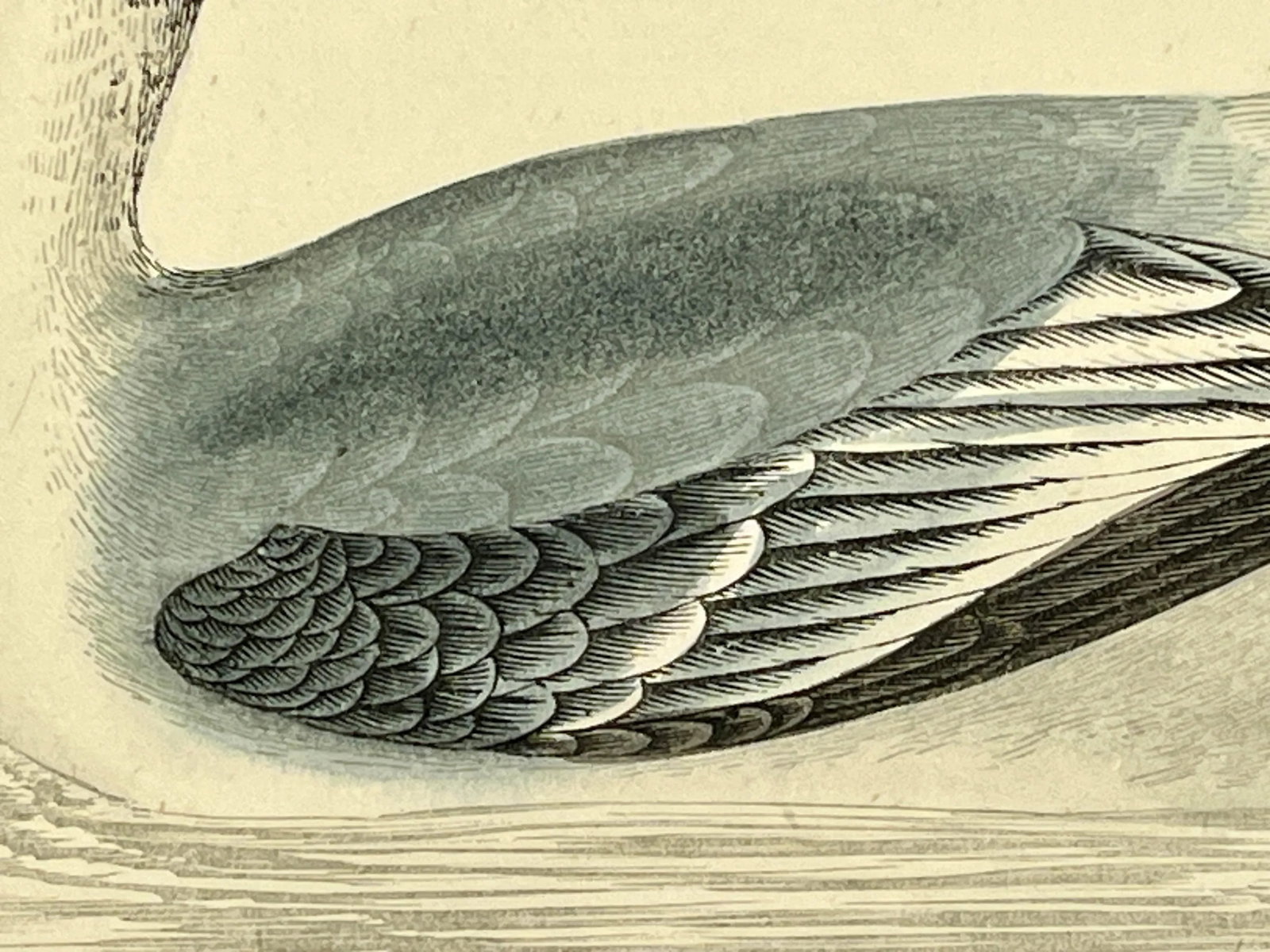 Antique Hand Colored Bird Print From England Showcasing a Grey Phalarope - Circa 1880 - 5