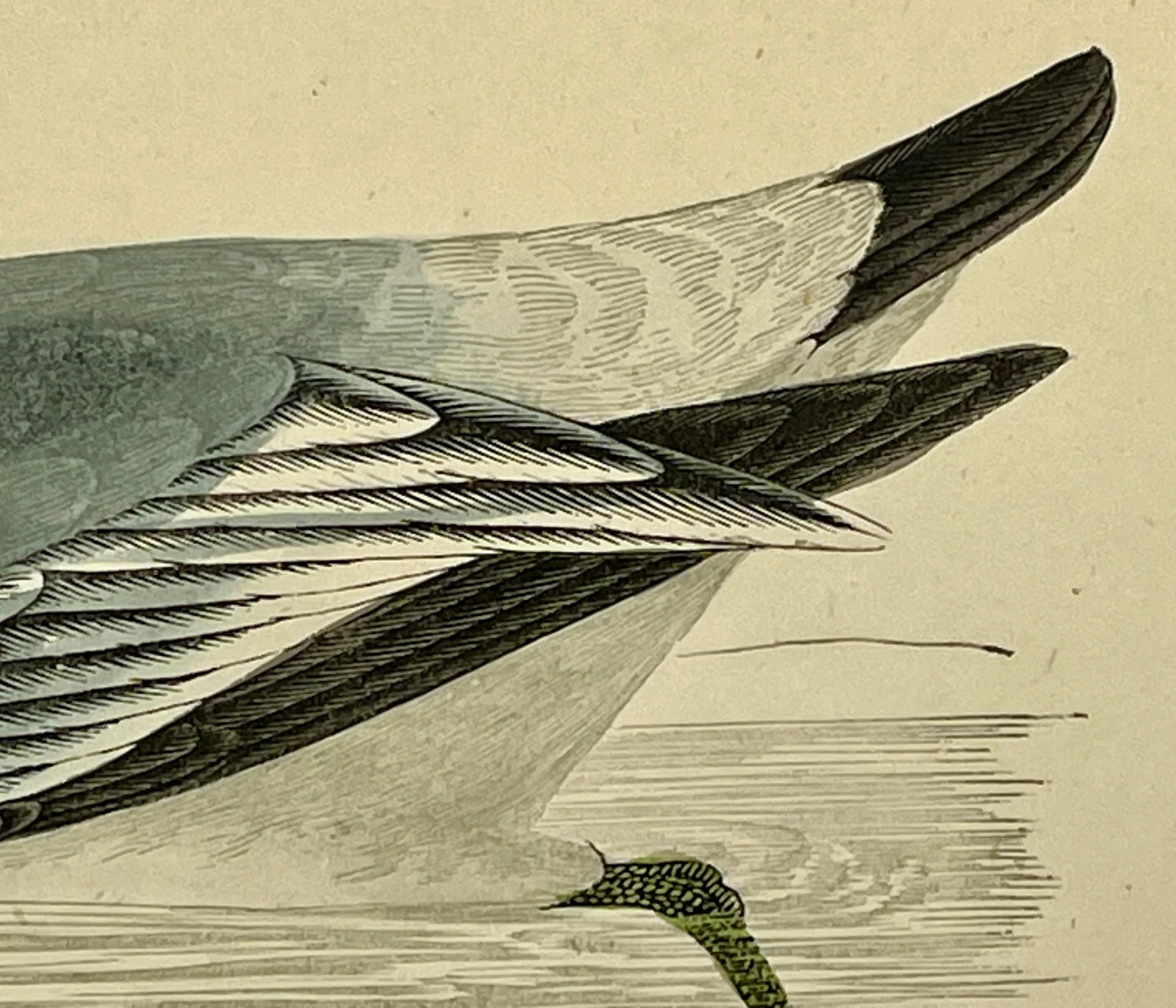 Antique Hand Colored Bird Print From England Showcasing a Grey Phalarope - Circa 1880 - 6