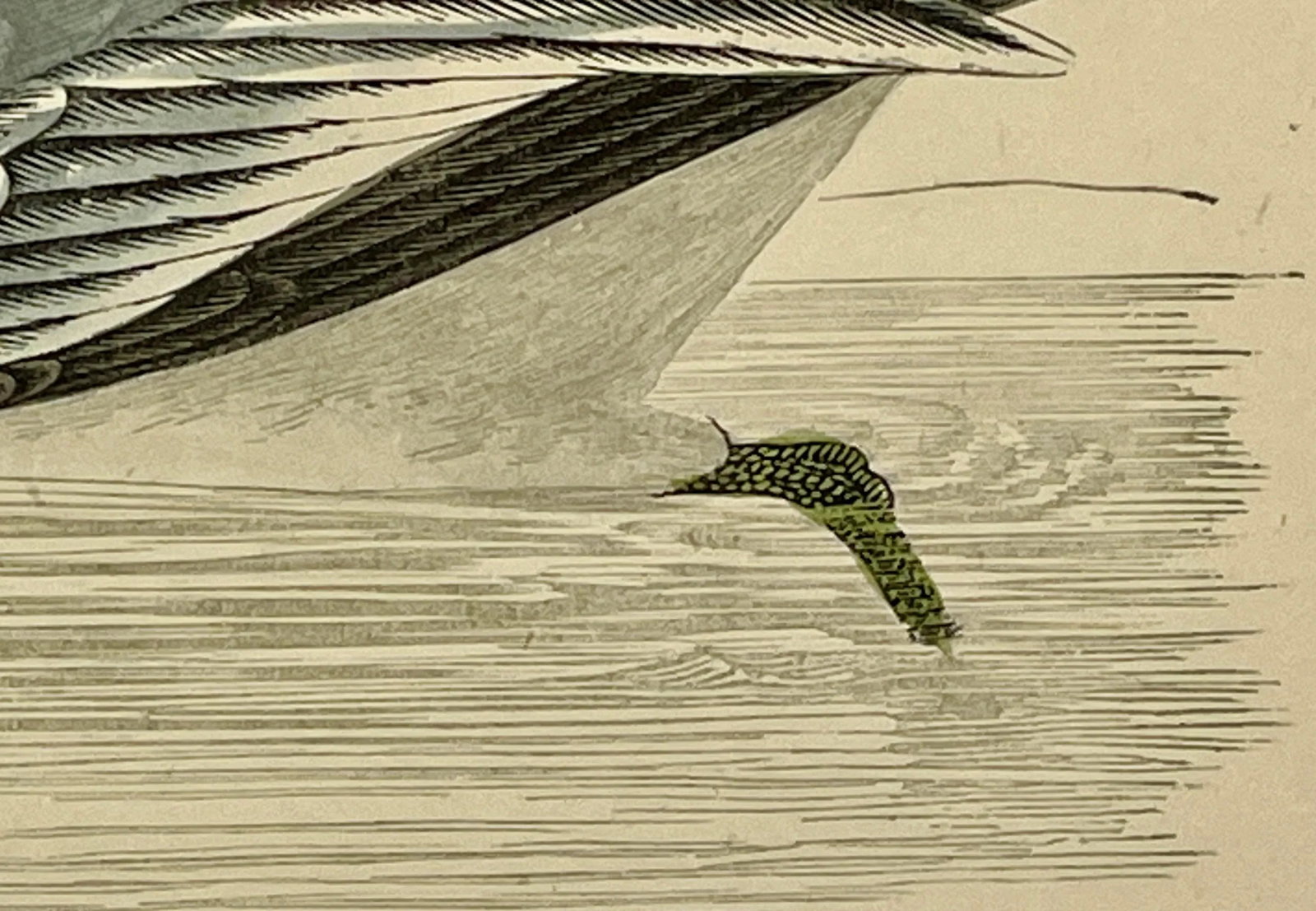 Antique Hand Colored Bird Print From England Showcasing a Grey Phalarope - Circa 1880 - 7