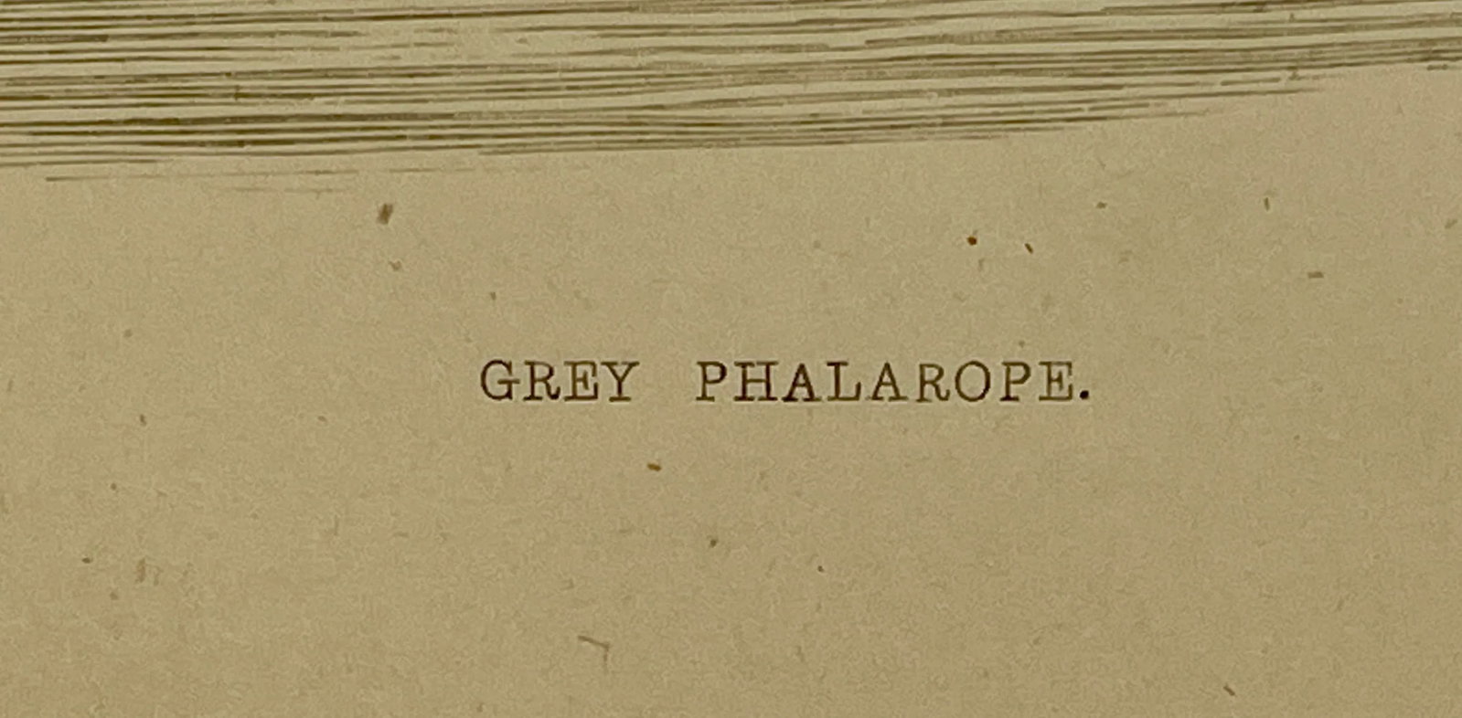 Antique Hand Colored Bird Print From England Showcasing a Grey Phalarope - Circa 1880 - 8
