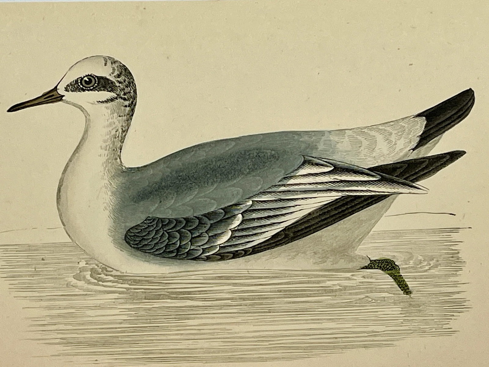 Antique Hand Colored Bird Print From England Showcasing a Grey Phalarope - Circa 1880 - 9