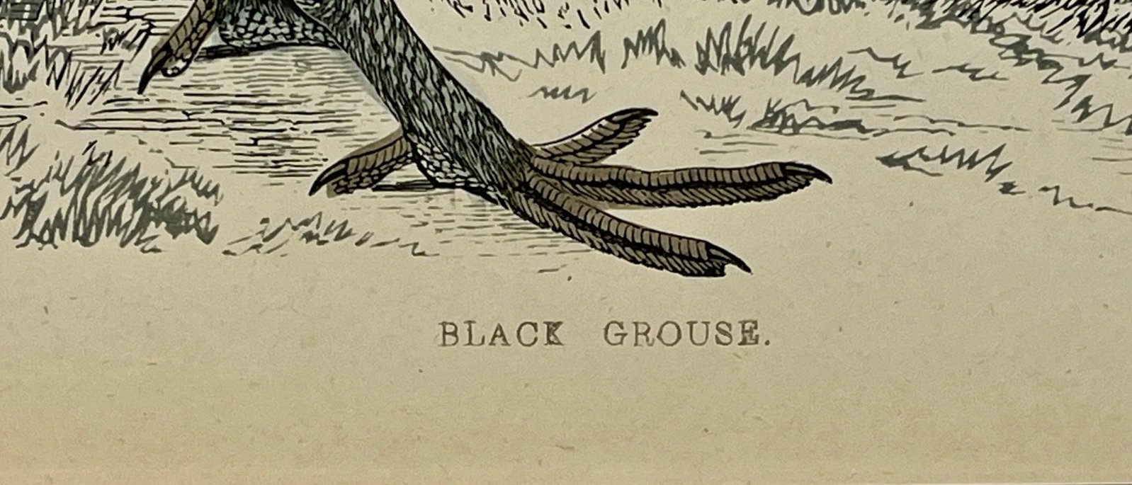 Antique Hand Colored Bird Print From England Showcasing a Pair of Black Grouses - Circa 1888 - 10