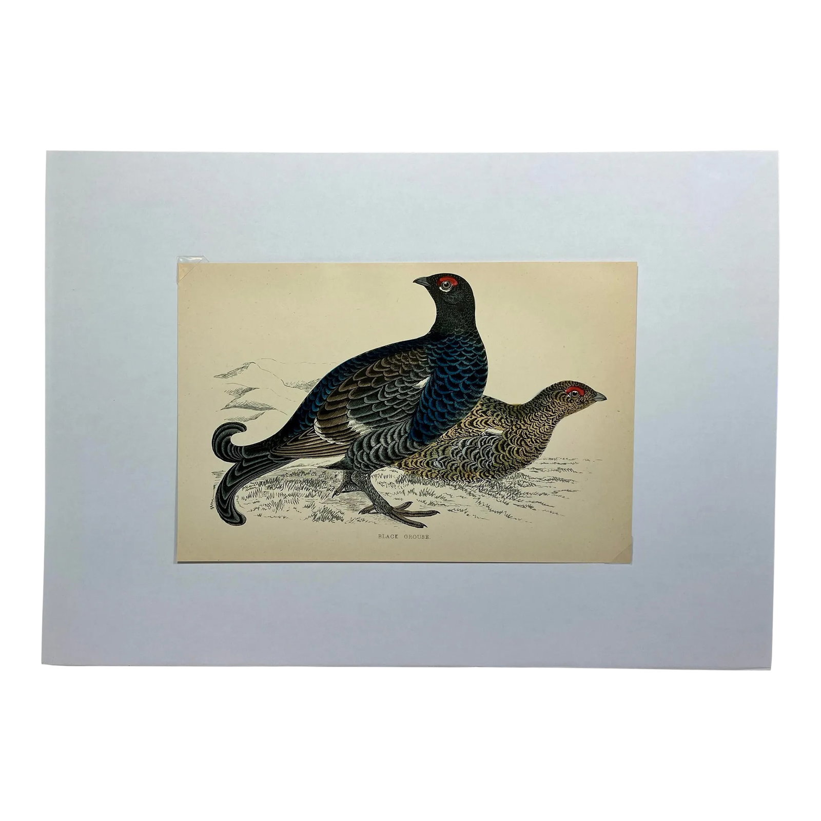 Antique Hand Colored Bird Print From England Showcasing a Pair of Black Grouses - Circa 1888: Antique Hand Colored Bird Print From England Showcasing a Pair of Black Grouses - Circa 1888. Print measures 7 3/8" W x 4 7/8" T Print is attached to an 11 3/4" W x 8 1/4" T piece of paper by 2 corner
