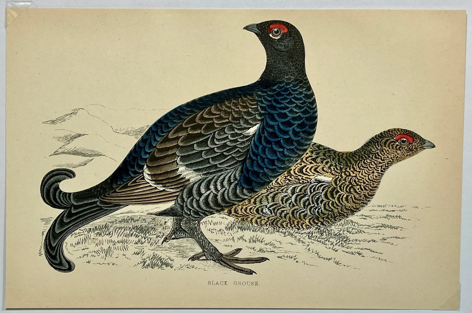 Antique Hand Colored Bird Print From England Showcasing a Pair of Black Grouses - Circa 1888 - 2