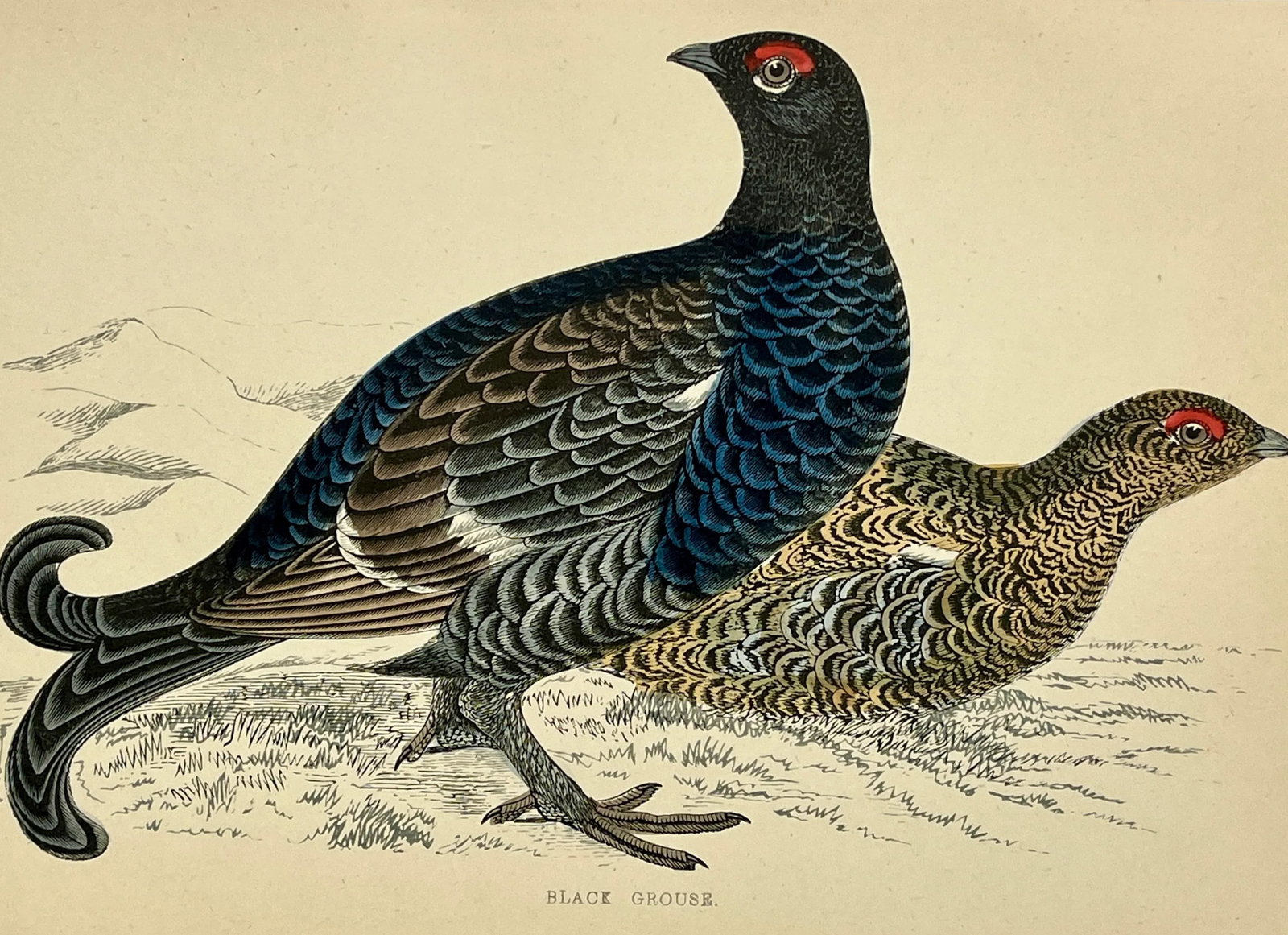 Antique Hand Colored Bird Print From England Showcasing a Pair of Black Grouses - Circa 1888 - 3