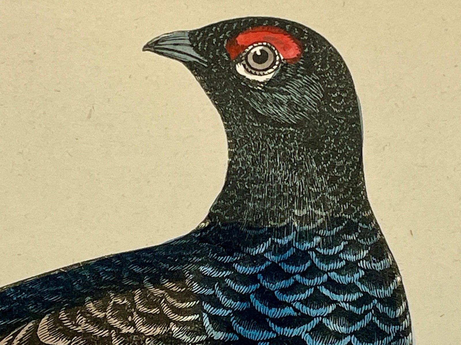 Antique Hand Colored Bird Print From England Showcasing a Pair of Black Grouses - Circa 1888 - 4