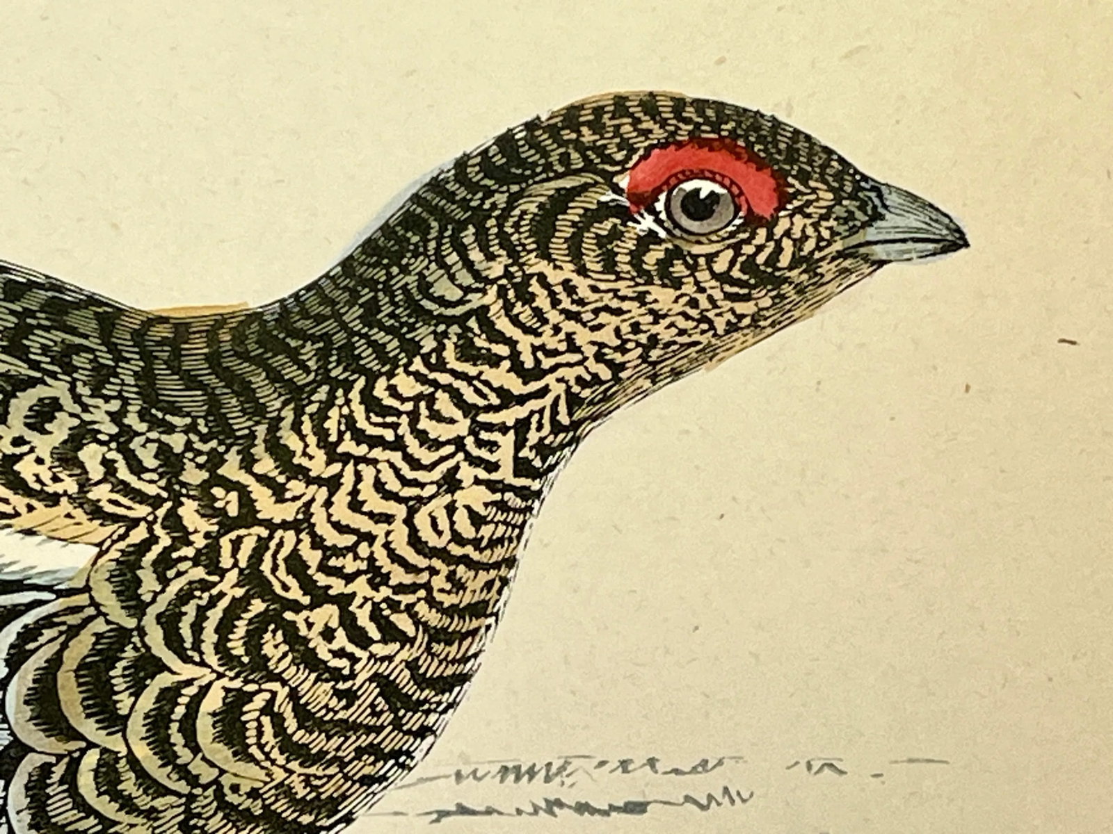 Antique Hand Colored Bird Print From England Showcasing a Pair of Black Grouses - Circa 1888 - 5