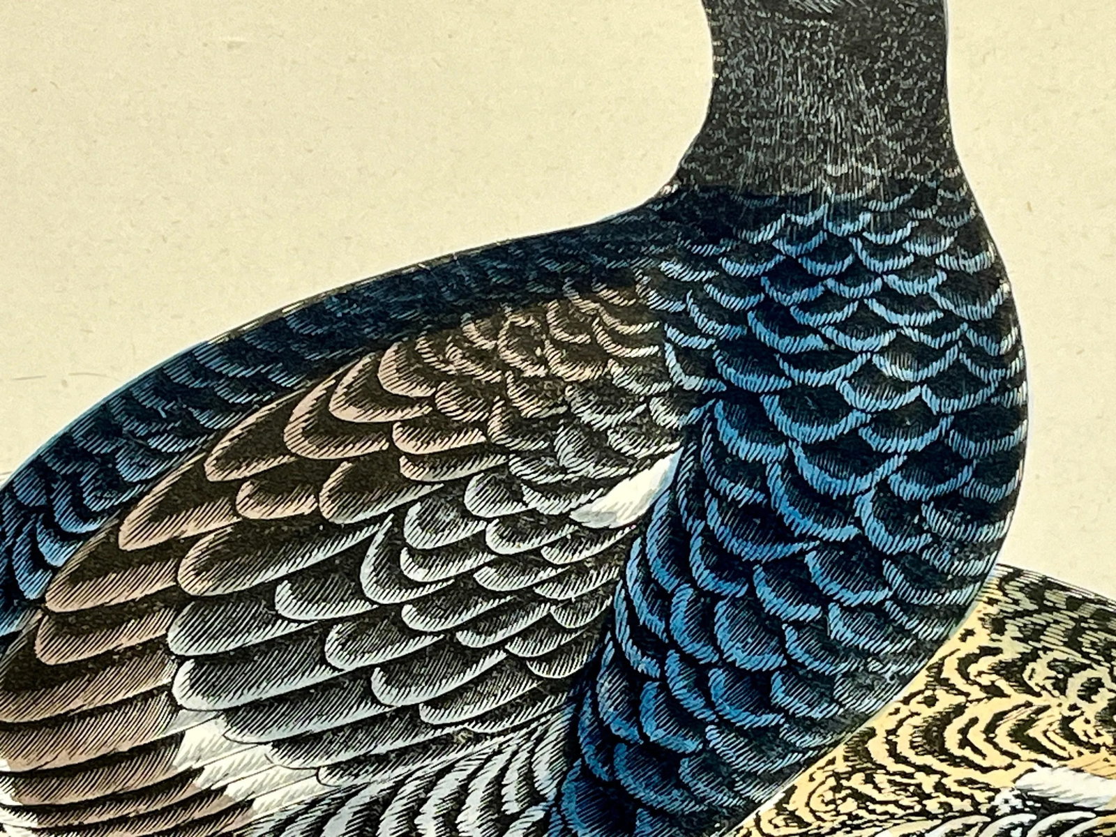 Antique Hand Colored Bird Print From England Showcasing a Pair of Black Grouses - Circa 1888 - 6