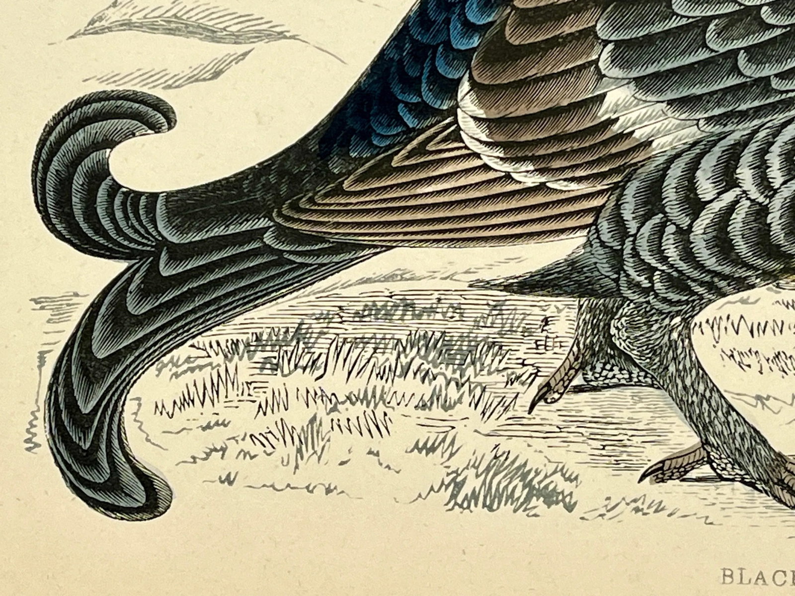 Antique Hand Colored Bird Print From England Showcasing a Pair of Black Grouses - Circa 1888 - 7