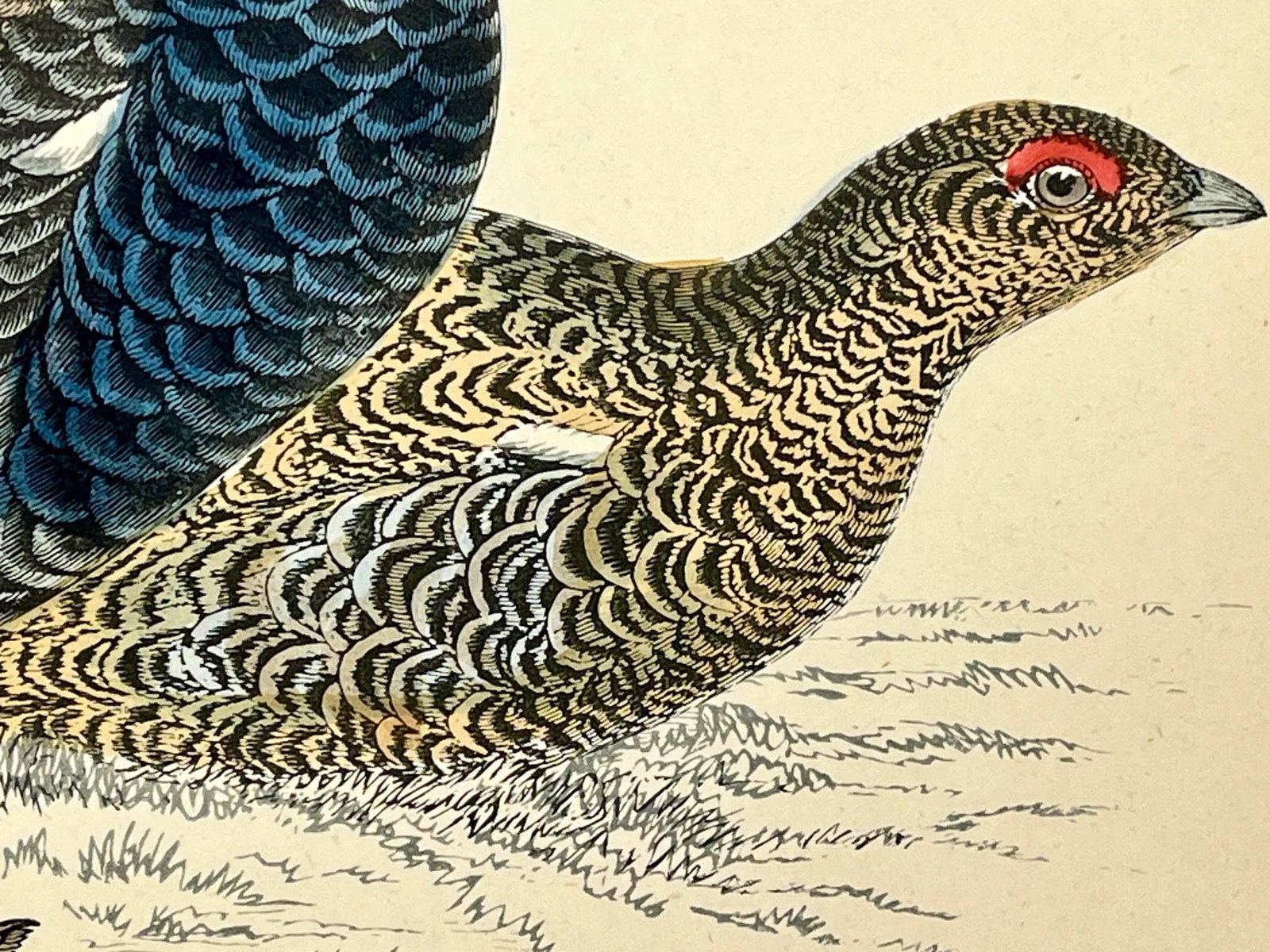 Antique Hand Colored Bird Print From England Showcasing a Pair of Black Grouses - Circa 1888 - 9