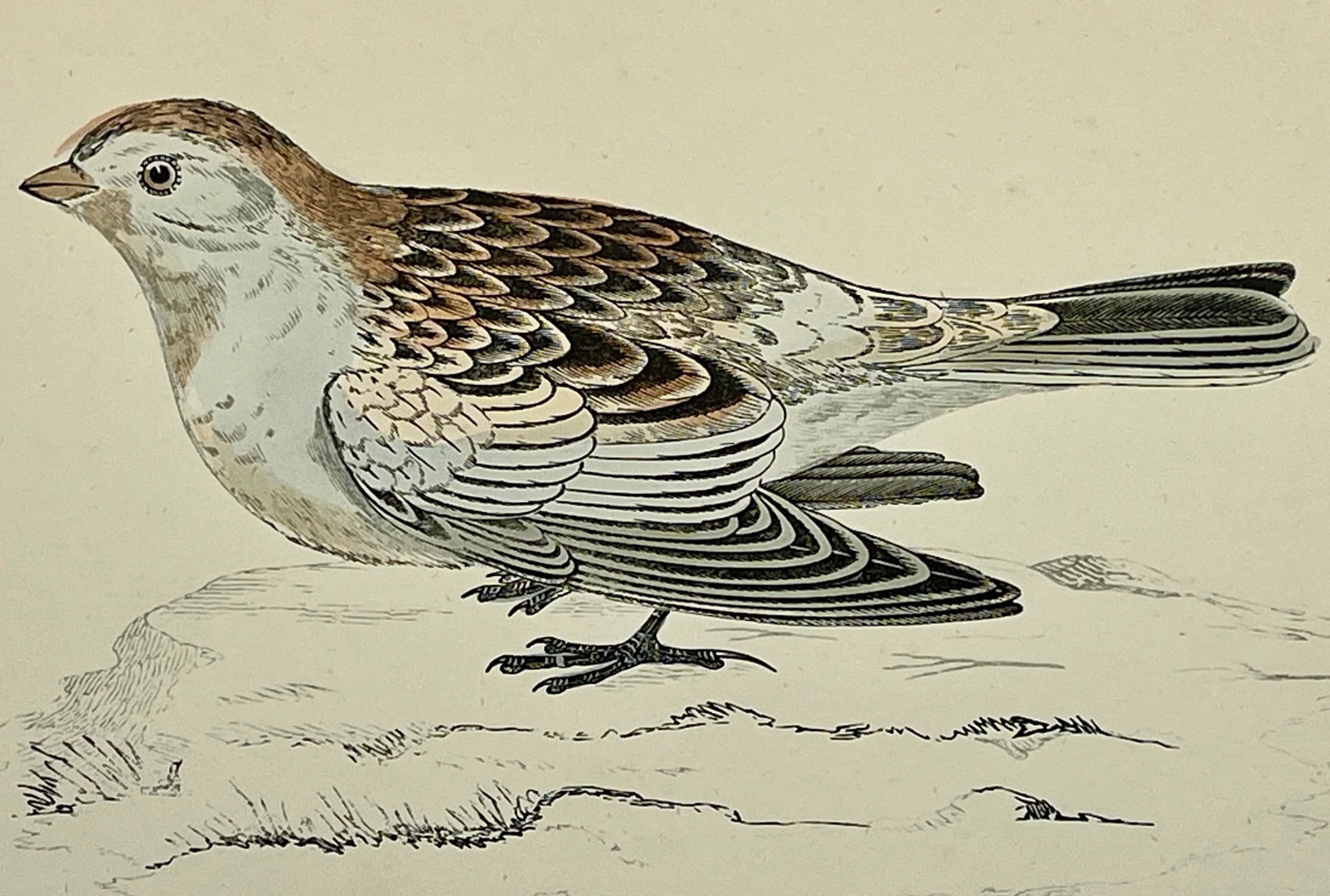 Antique Hand Colored Bird Print From England Showcasing a Snow Bunting - Circa 1888 - 10