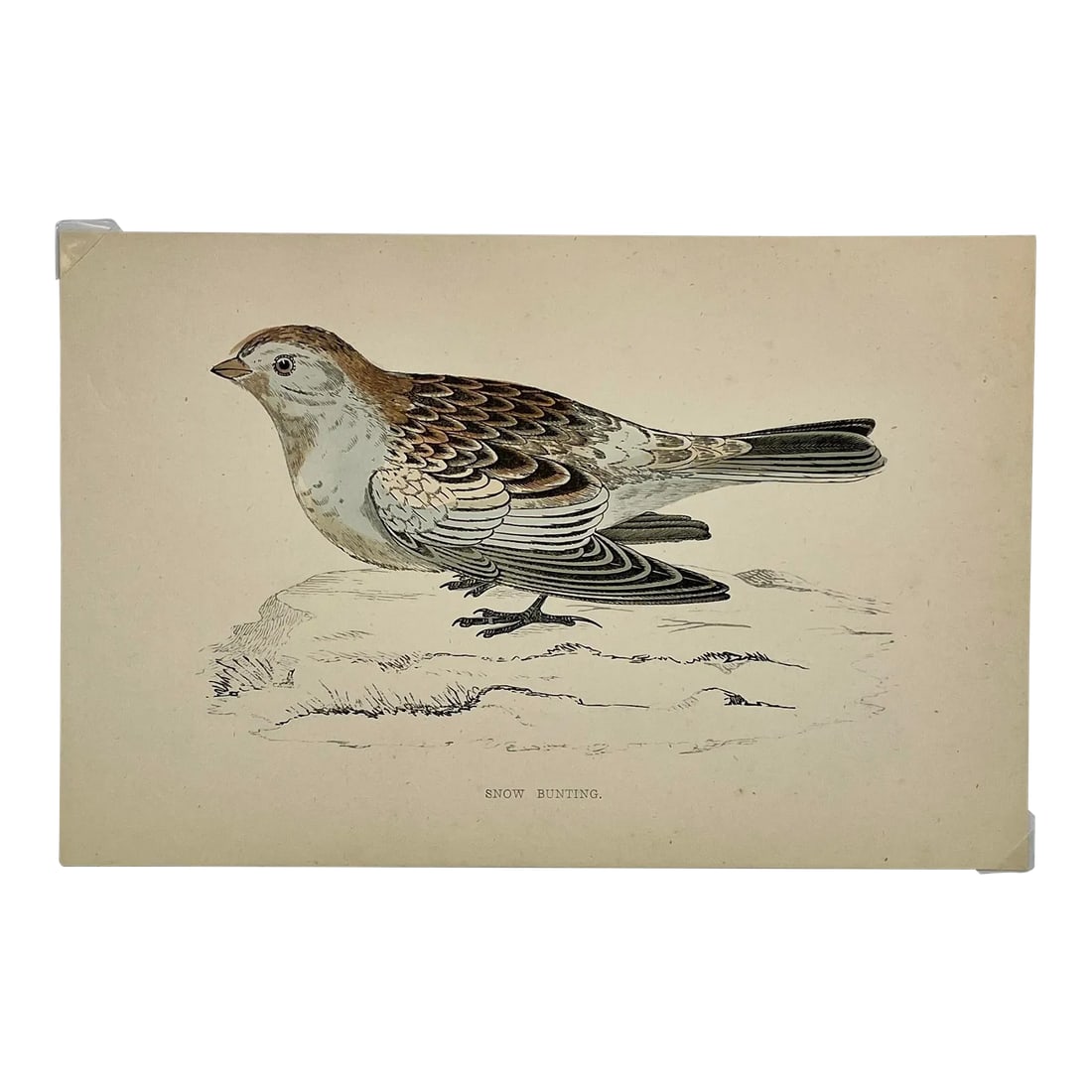 Antique Hand Colored Bird Print From England Showcasing a Snow Bunting - Circa 1888: Antique Hand Colored Bird Print From England Showcasing a Snow Bunting - Circa 1888. Print measures 7 3/8" W x 5" T Print is attached to an 11 3/4" W x 8 1/4" T piece of paper by 2 corner wedges. Has