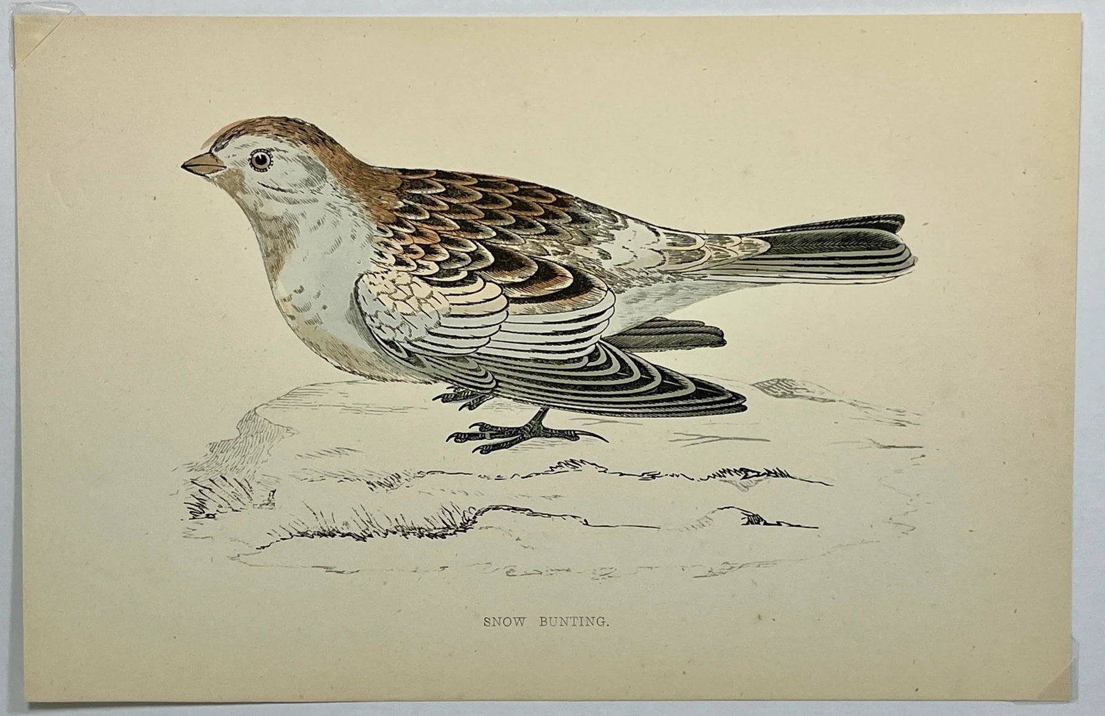 Antique Hand Colored Bird Print From England Showcasing a Snow Bunting - Circa 1888 - 2