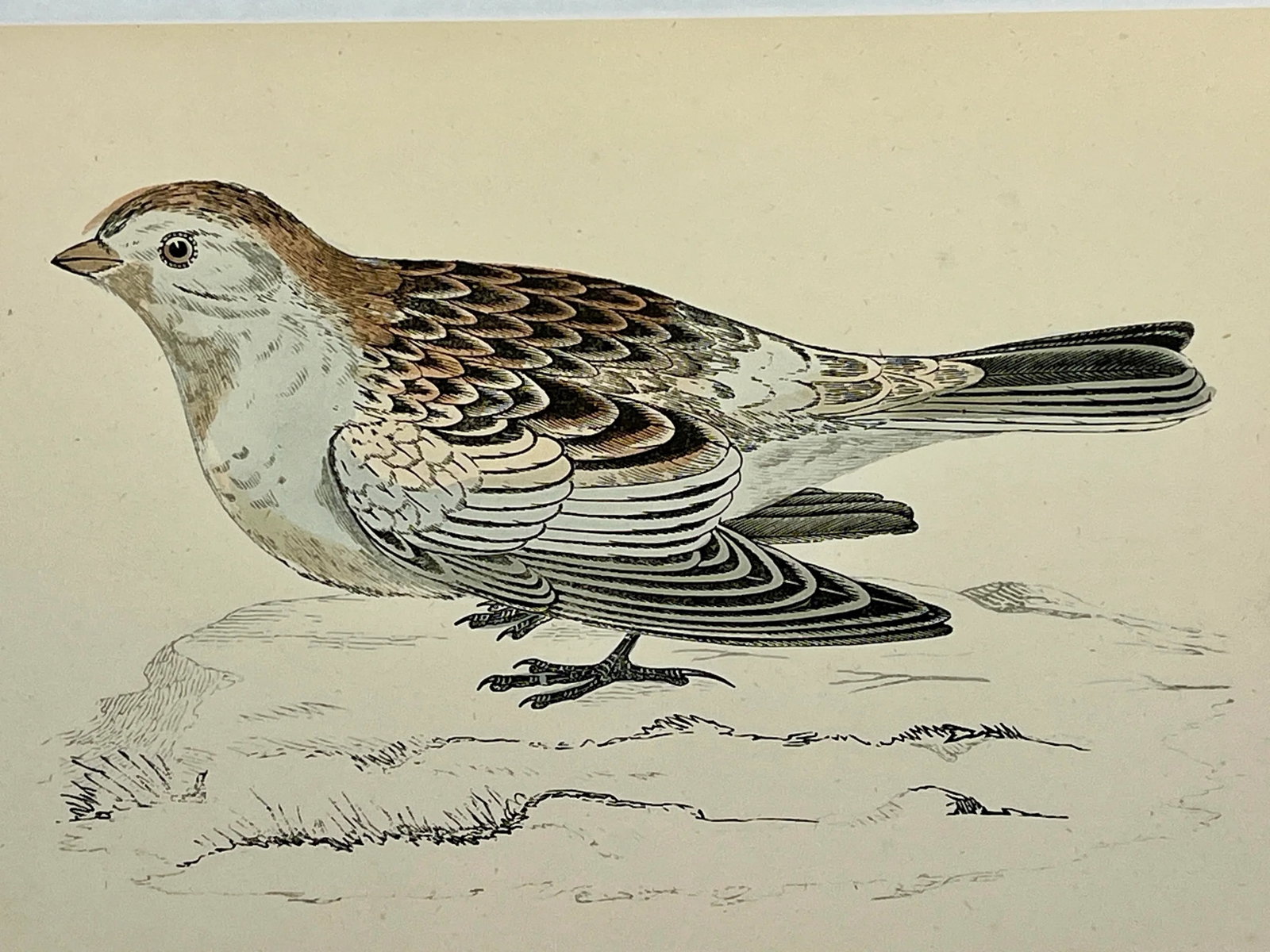 Antique Hand Colored Bird Print From England Showcasing a Snow Bunting - Circa 1888 - 3