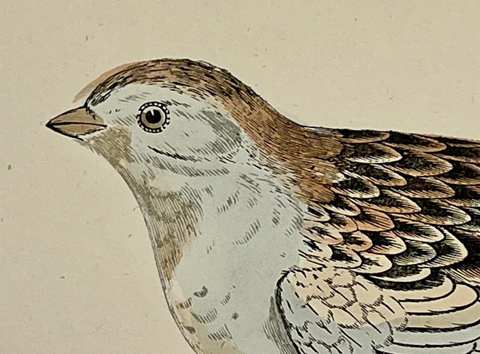 Antique Hand Colored Bird Print From England Showcasing a Snow Bunting - Circa 1888 - 4