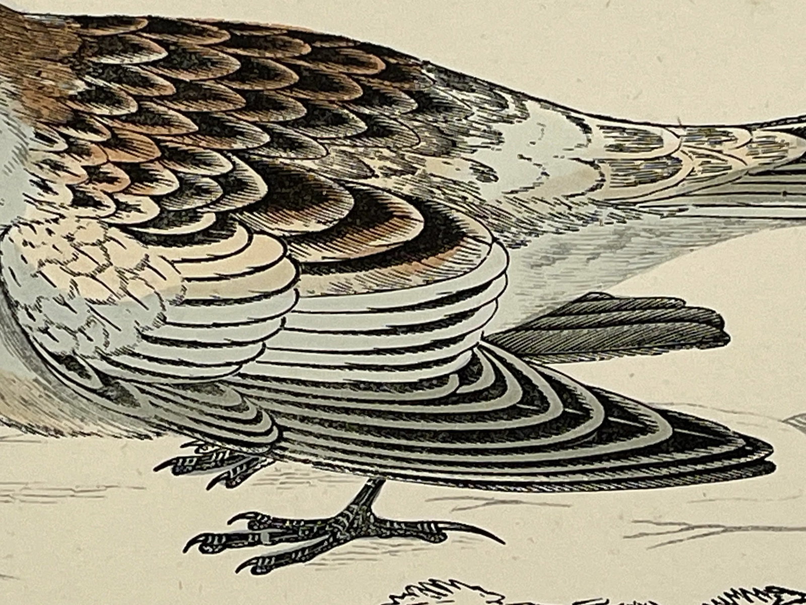 Antique Hand Colored Bird Print From England Showcasing a Snow Bunting - Circa 1888 - 5