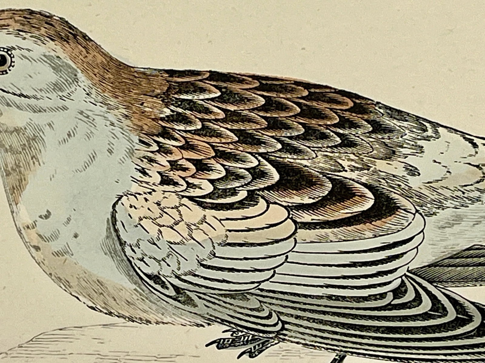 Antique Hand Colored Bird Print From England Showcasing a Snow Bunting - Circa 1888 - 6