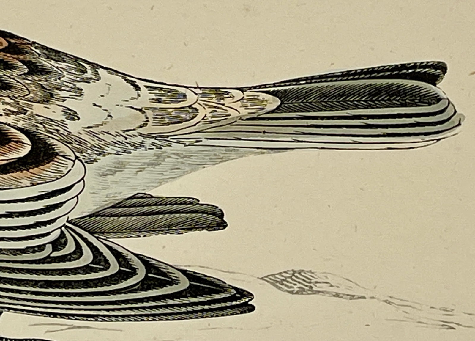 Antique Hand Colored Bird Print From England Showcasing a Snow Bunting - Circa 1888 - 7