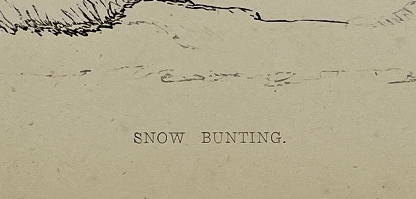 Antique Hand Colored Bird Print From England Showcasing a Snow Bunting - Circa 1888 - 9