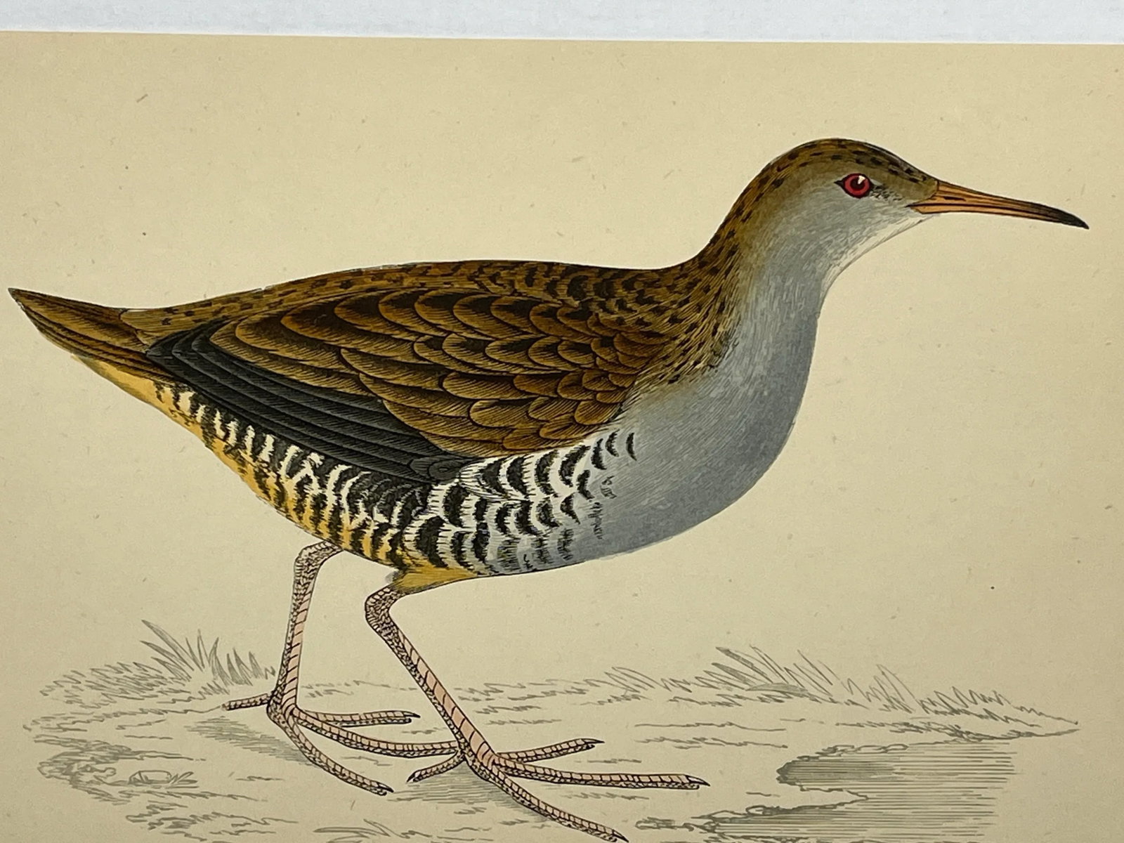Antique Hand Tinted Bird Print From England Featuring a Brown & Black Water Rail - Circa 1880 - 10