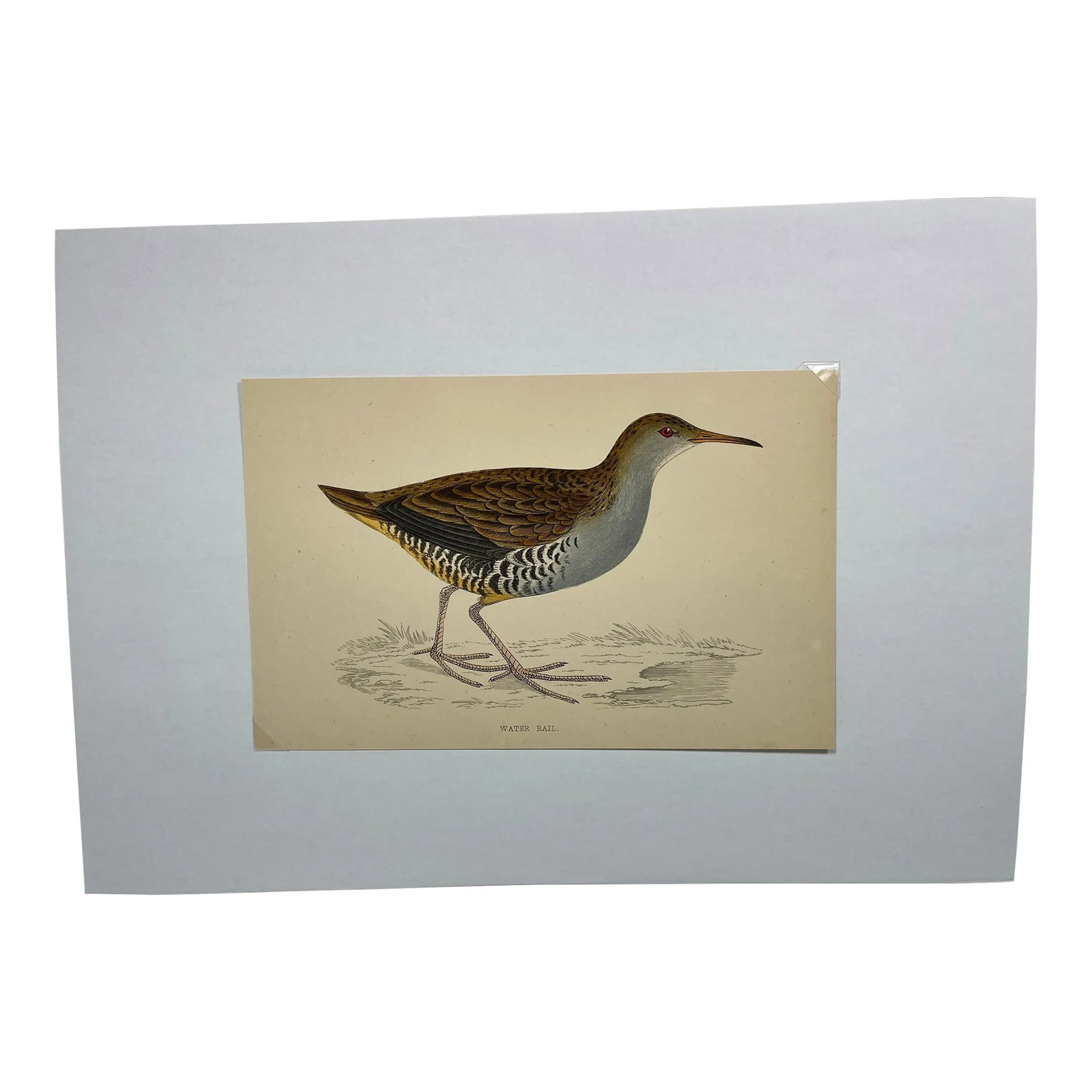 Antique Hand Tinted Bird Print From England Featuring a Brown & Black Water Rail - Circa 1880: Antique Hand Tinted Bird Print From England Featuring a Brown & Black Water Rail - Circa 1880. Print measures 7 1/8" W x 4 5/8" T Print is attached to an 11 3/4" W x 8 1/4" T piece of paper by 2 corne