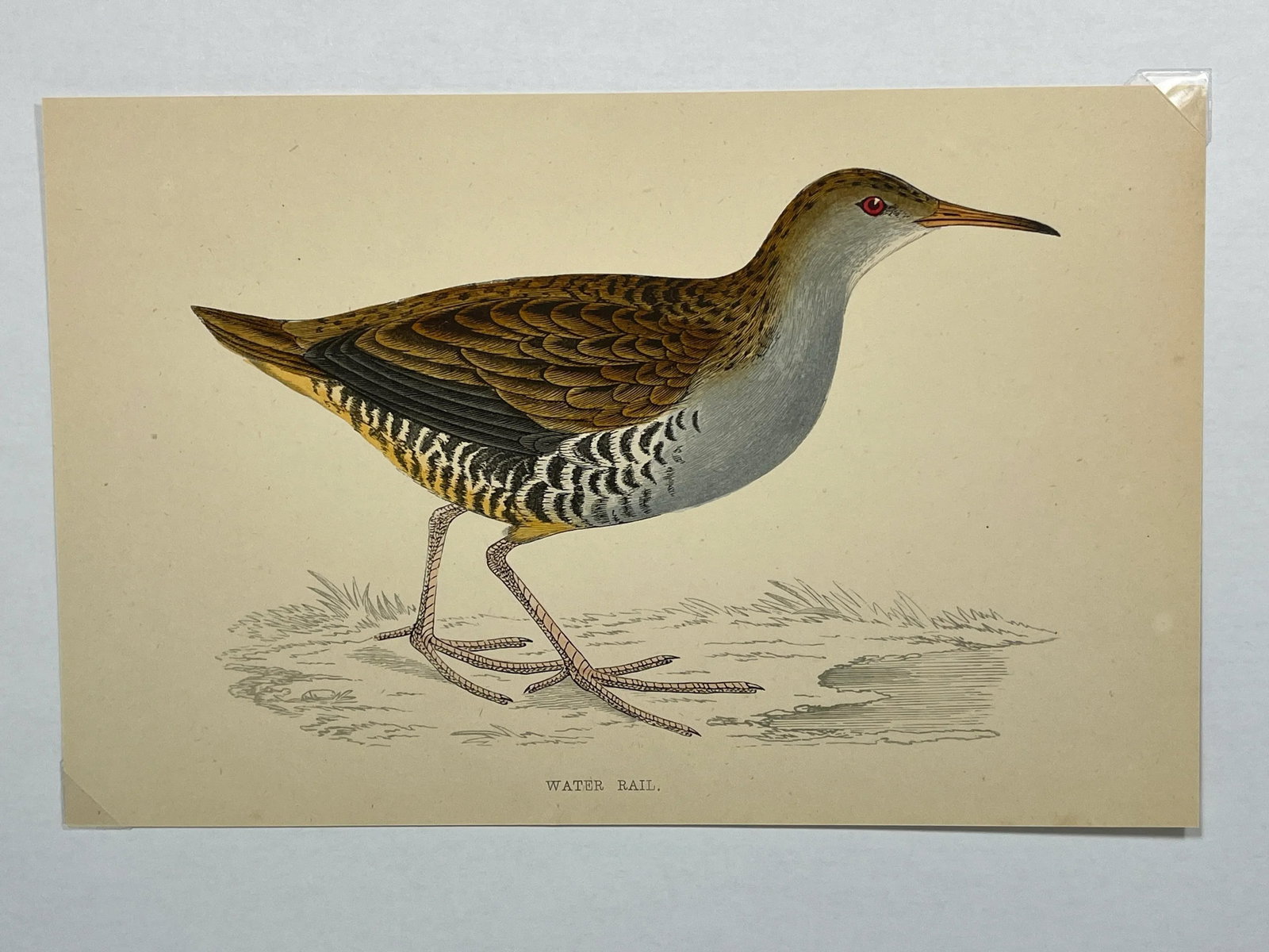 Antique Hand Tinted Bird Print From England Featuring a Brown & Black Water Rail - Circa 1880 - 2