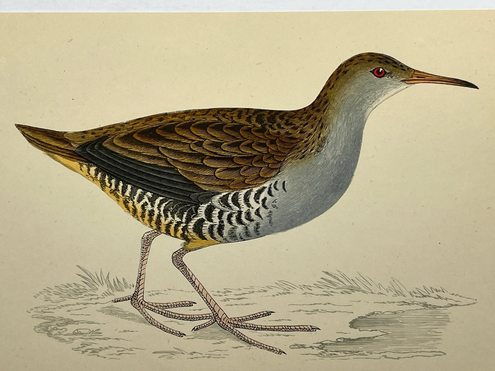 Antique Hand Tinted Bird Print From England Featuring a Brown & Black Water Rail - Circa 1880 - 3