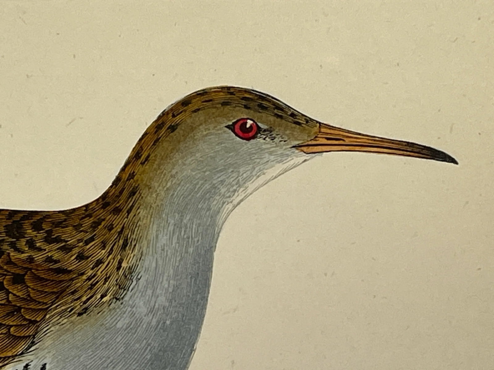 Antique Hand Tinted Bird Print From England Featuring a Brown & Black Water Rail - Circa 1880 - 4