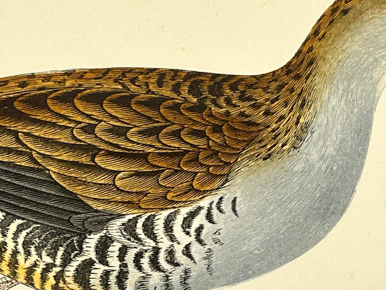 Antique Hand Tinted Bird Print From England Featuring a Brown & Black Water Rail - Circa 1880 - 5