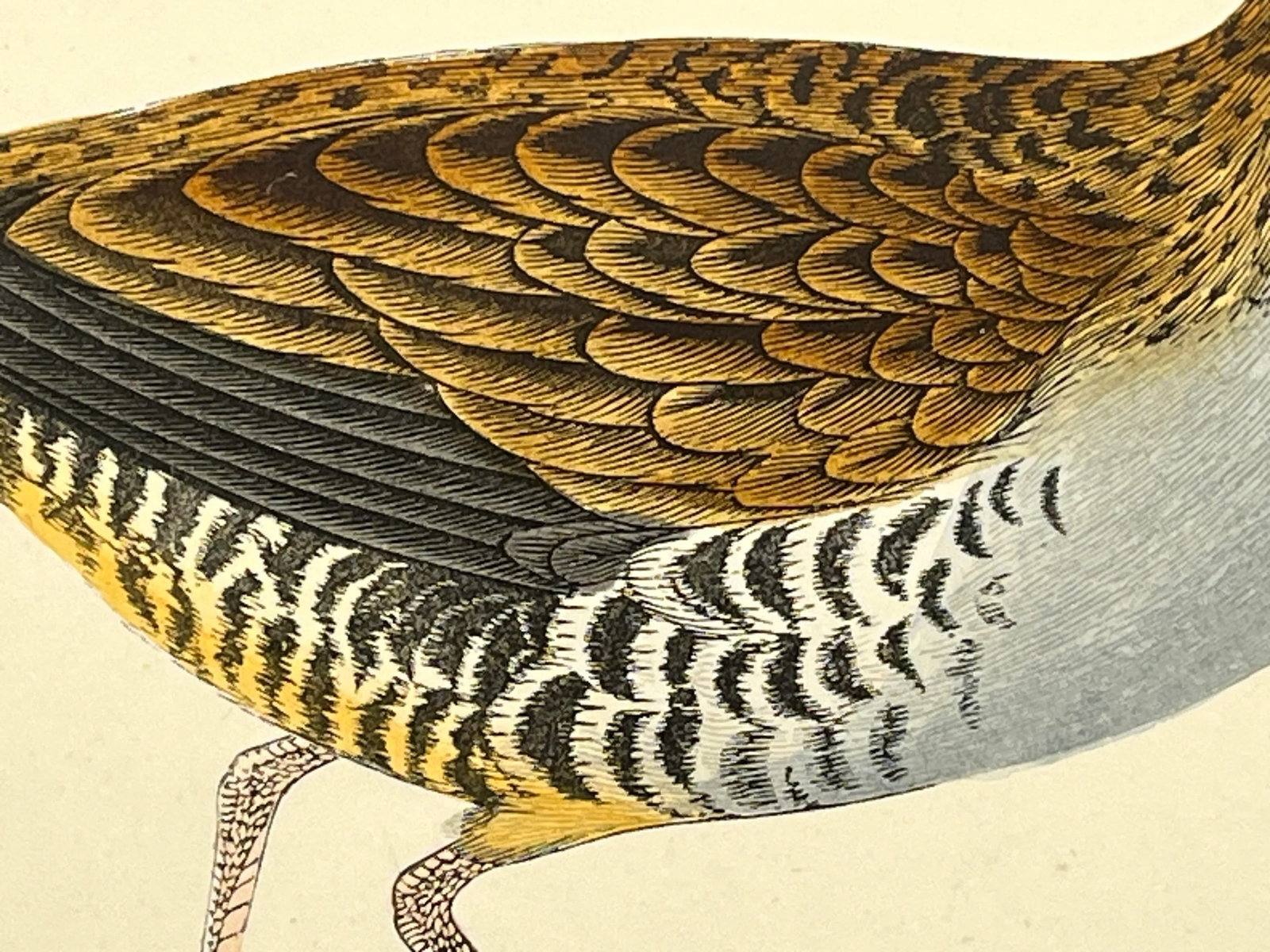Antique Hand Tinted Bird Print From England Featuring a Brown & Black Water Rail - Circa 1880 - 6