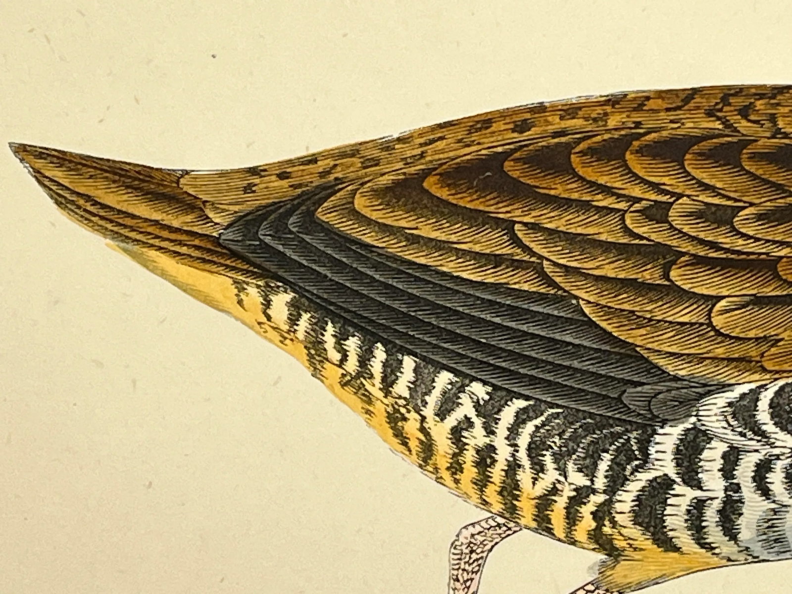 Antique Hand Tinted Bird Print From England Featuring a Brown & Black Water Rail - Circa 1880 - 7