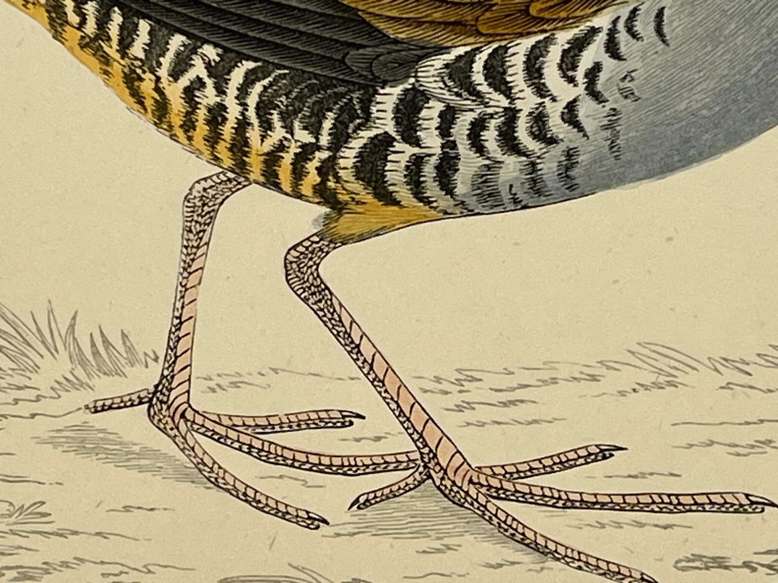 Antique Hand Tinted Bird Print From England Featuring a Brown & Black Water Rail - Circa 1880 - 8