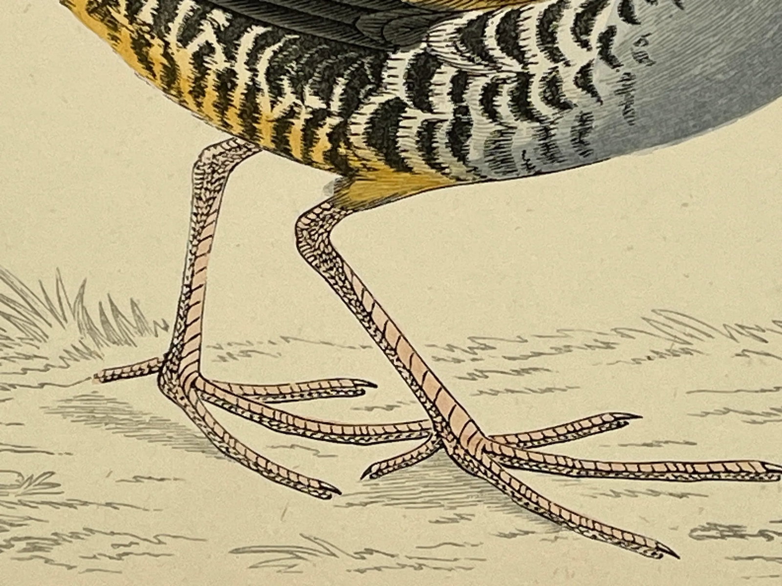 Antique Hand Tinted Bird Print From England Featuring a Brown & Black Water Rail - Circa 1880 - 9