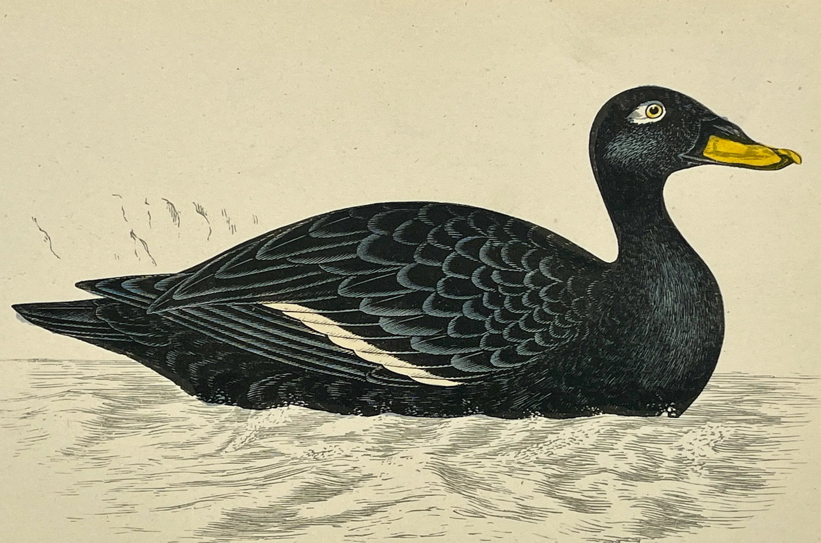 Antique Hand Tinted Bird Print From England Featuring a Black Velvet Scoter - Circa 1888 - 10