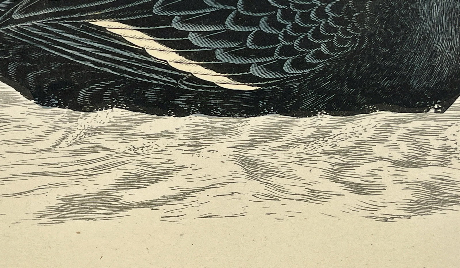Antique Hand Tinted Bird Print From England Featuring a Black Velvet Scoter - Circa 1888 - 11