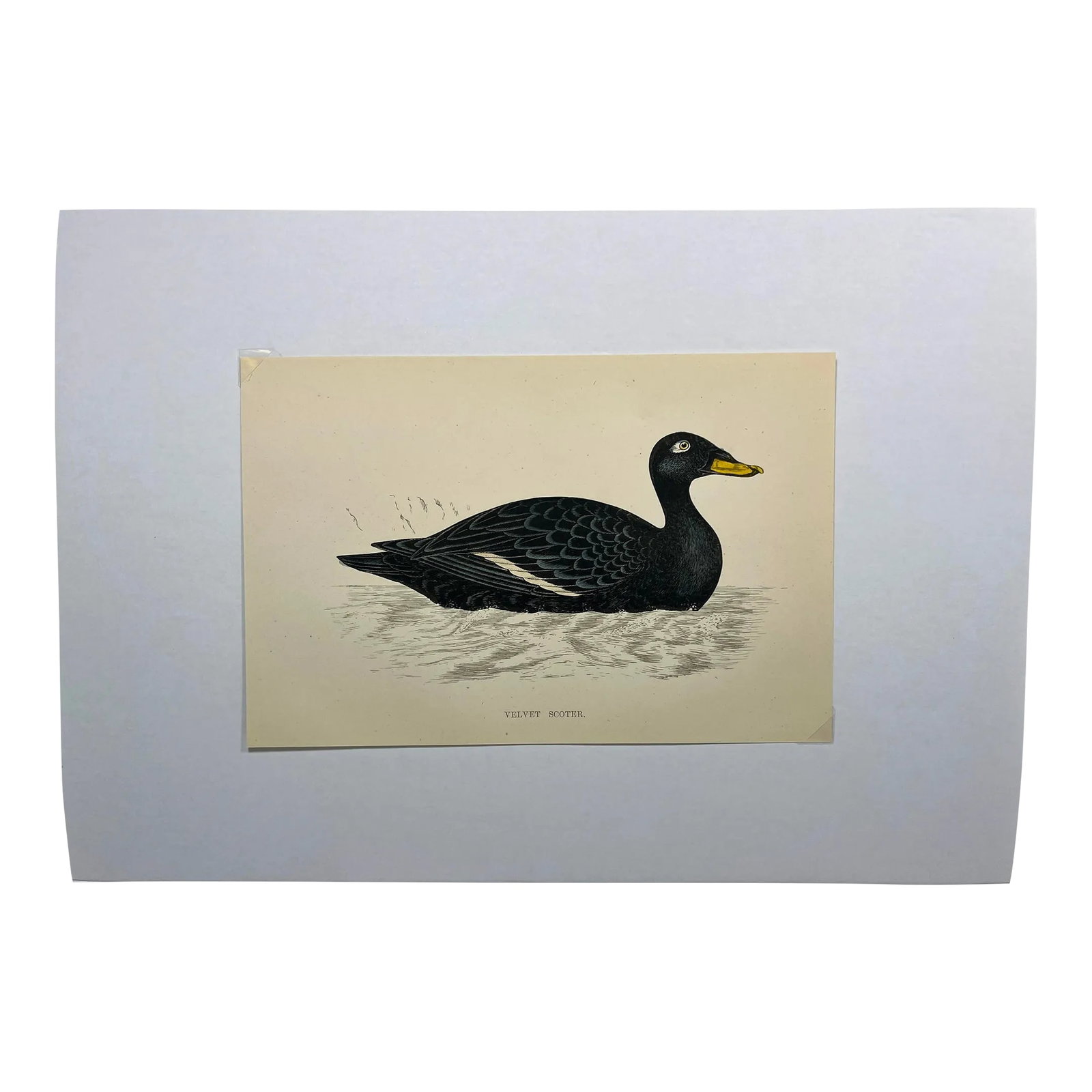 Antique Hand Tinted Bird Print From England Featuring a Black Velvet Scoter - Circa 1888: Antique Hand Tinted Bird Print From England Featuring a Black Velvet Scoter - Circa 1888. Print measures 7 1/8" W x 4 3/4" T Print is attached to an 11 3/4" W x 8 1/4" T piece of paper by 2 corner wed