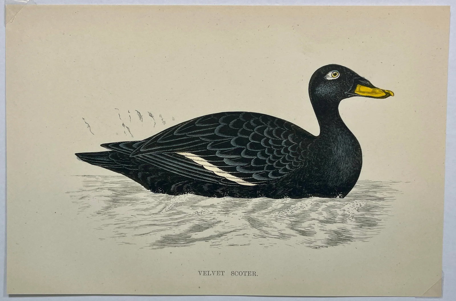 Antique Hand Tinted Bird Print From England Featuring a Black Velvet Scoter - Circa 1888 - 2
