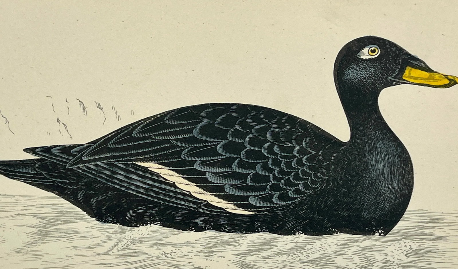 Antique Hand Tinted Bird Print From England Featuring a Black Velvet Scoter - Circa 1888 - 3