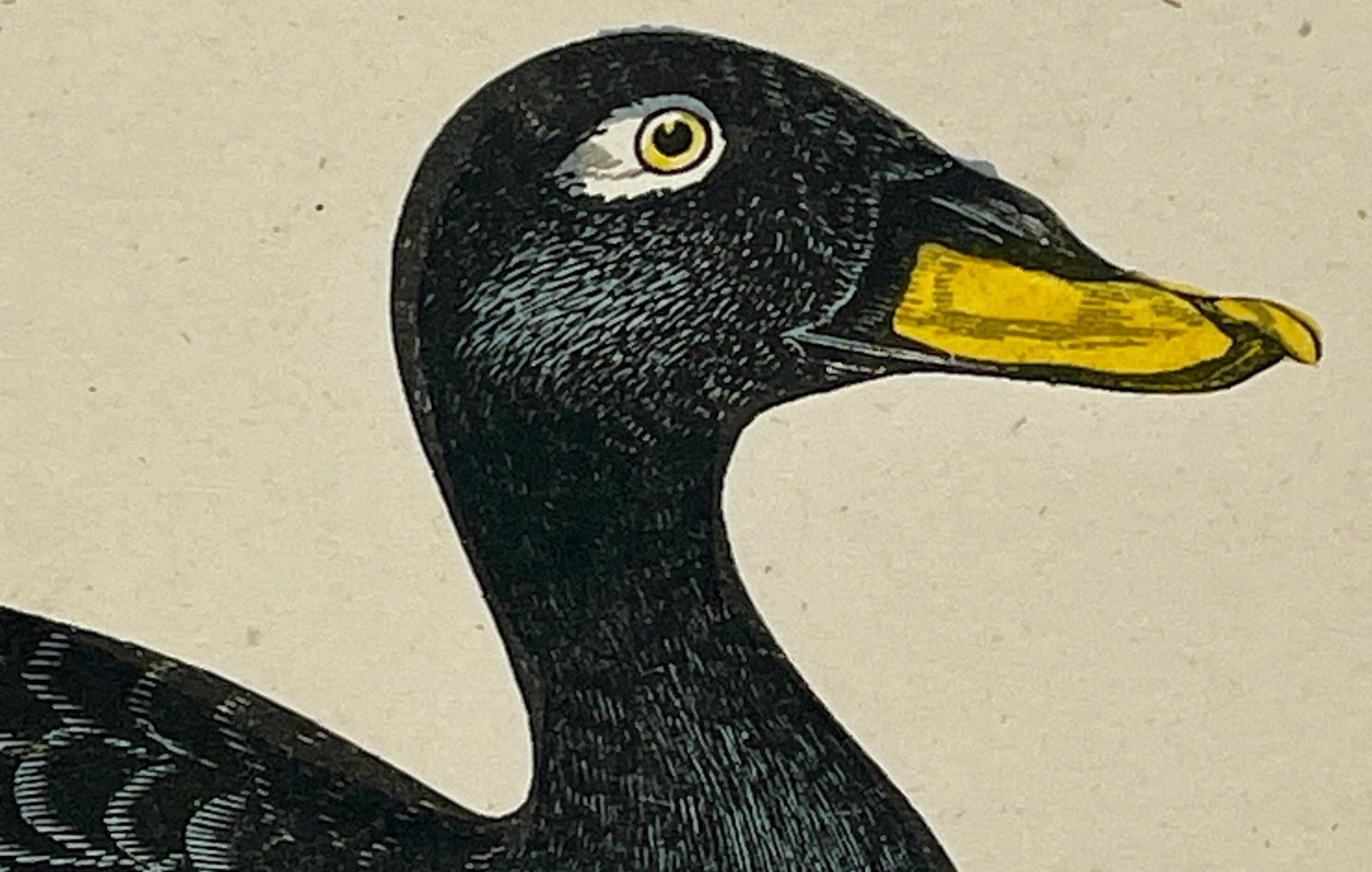 Antique Hand Tinted Bird Print From England Featuring a Black Velvet Scoter - Circa 1888 - 4
